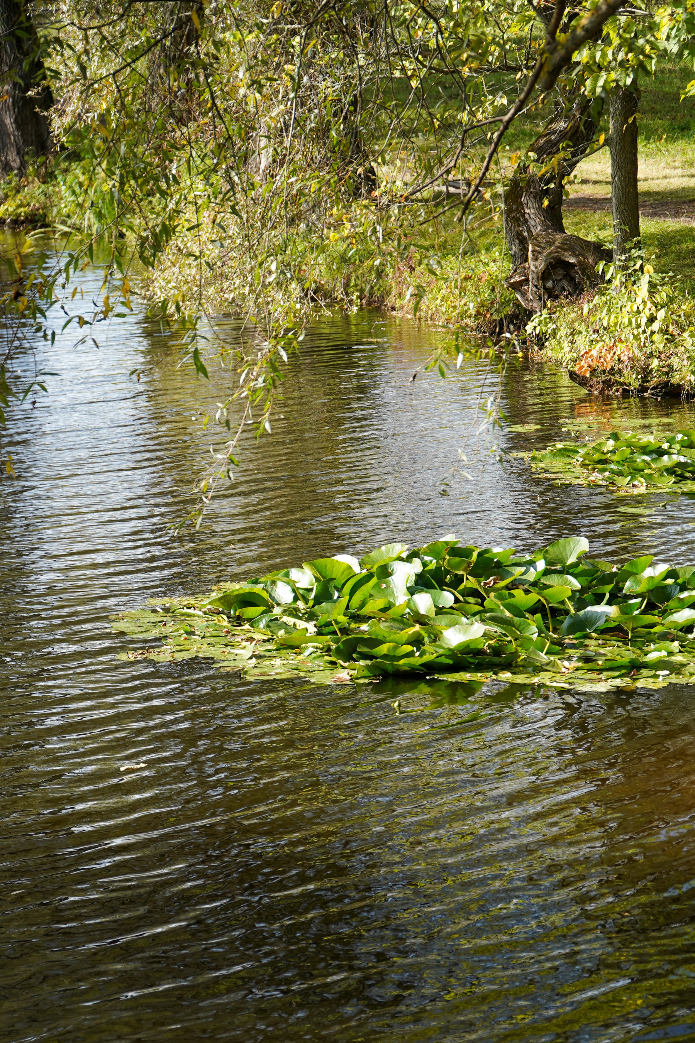 Ясная поляна
