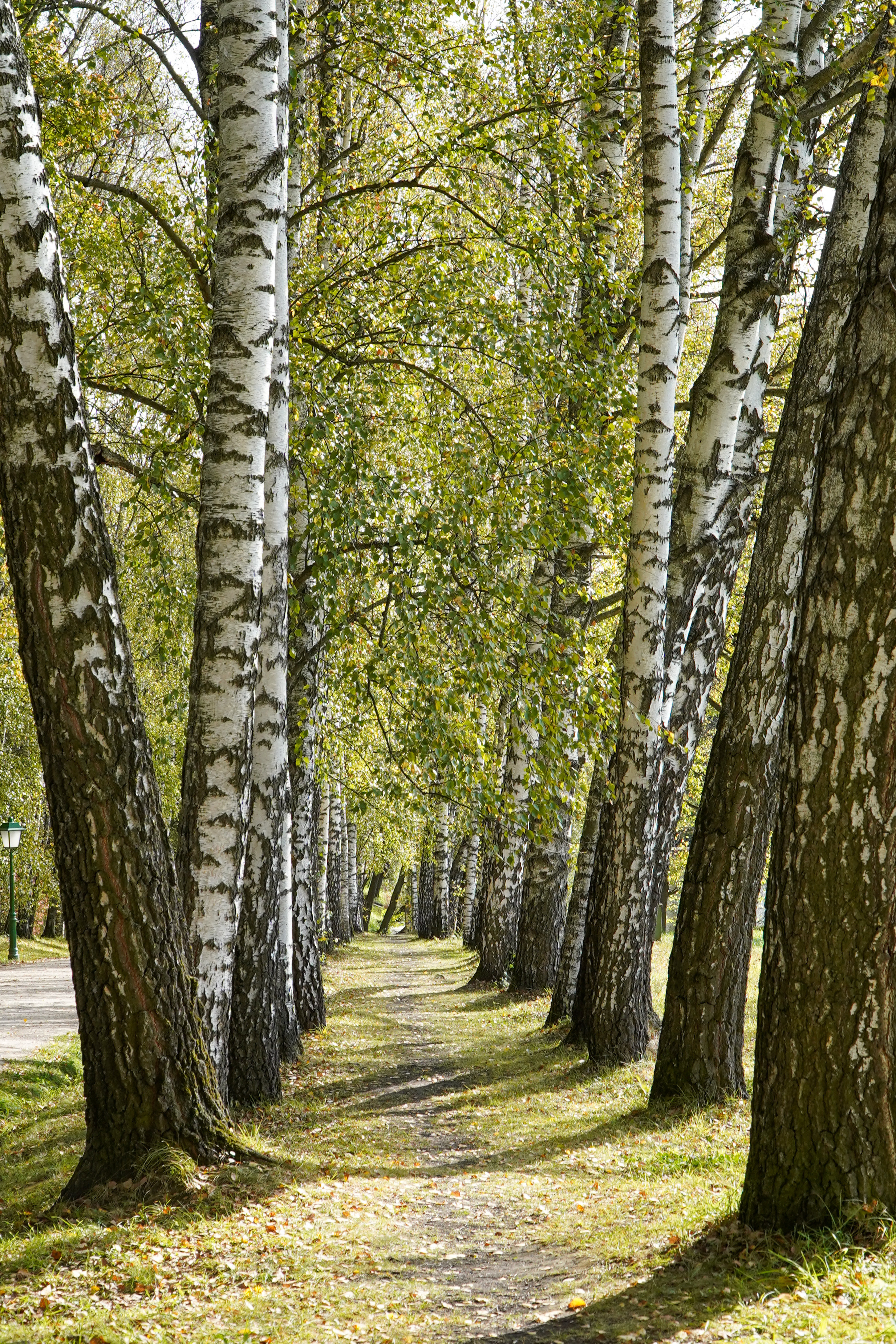 Ясная поляна