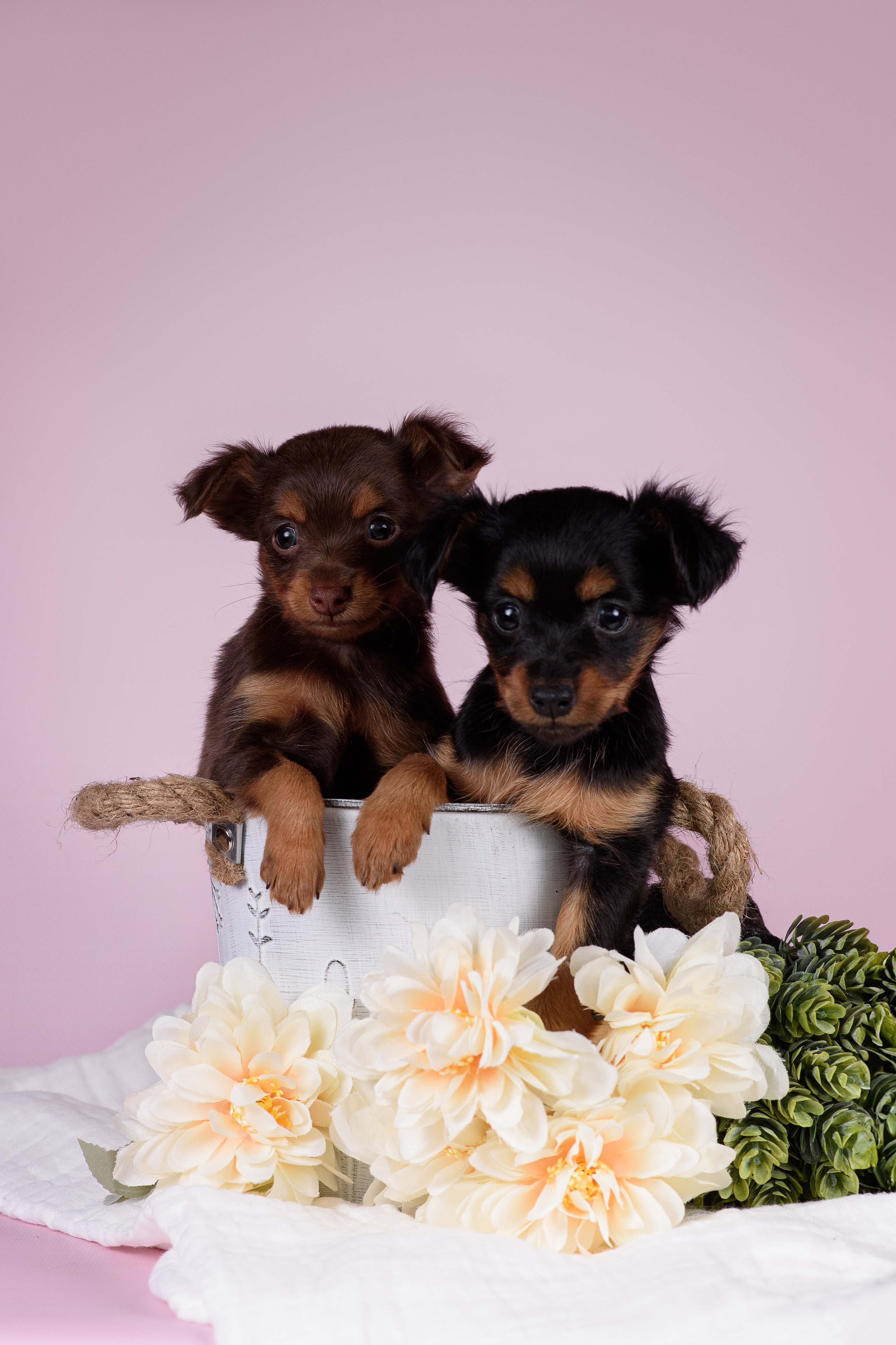 Щенки Пражских крысариков -13.04.2024. Фотограф — Анималист | Анна Абрамова