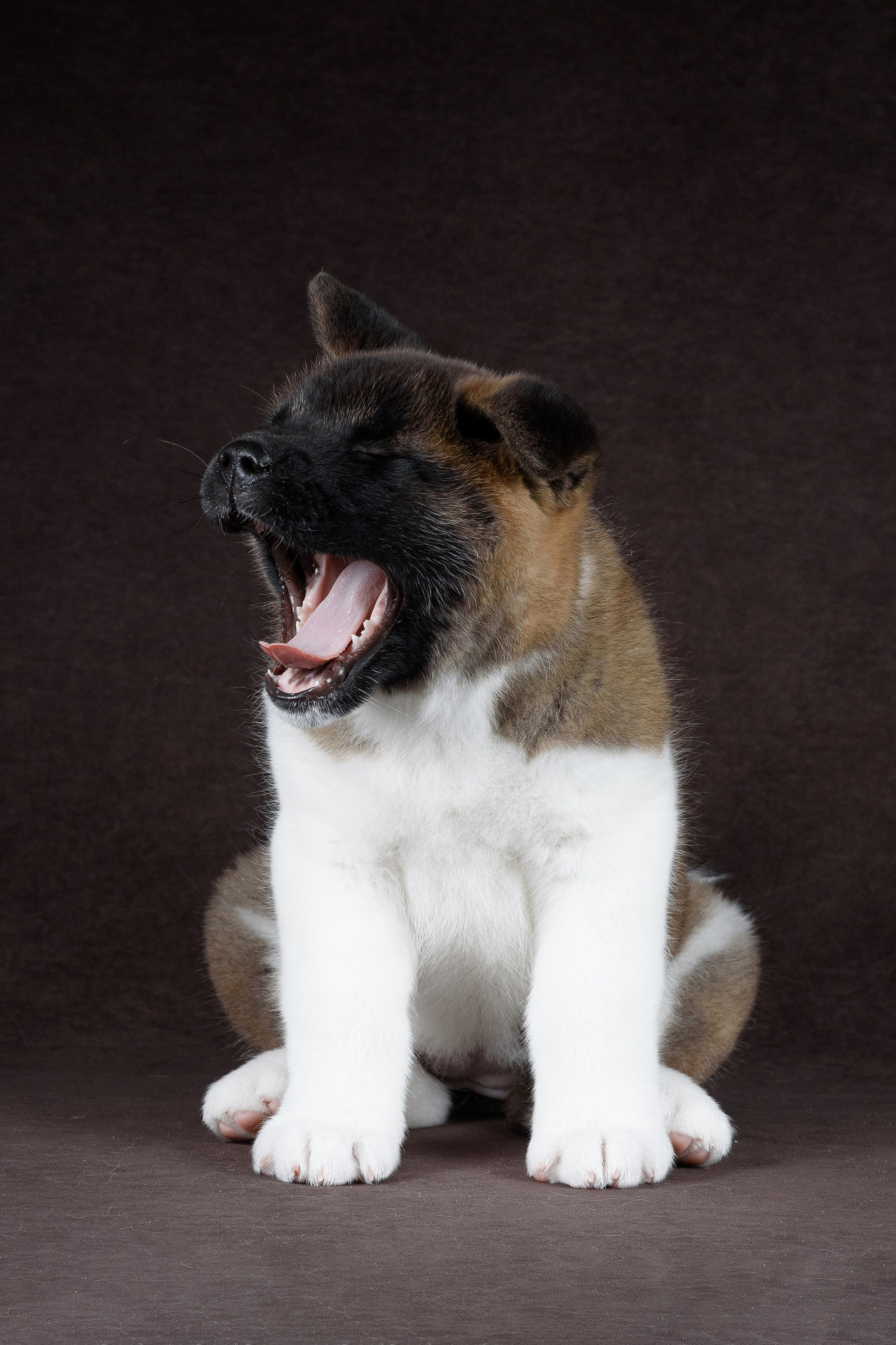 Щенки Американской Акиты (GRAND AMAK) Цезарь и Ника — 15.03.2024. Фотограф — Анималист | Анна Абрамова