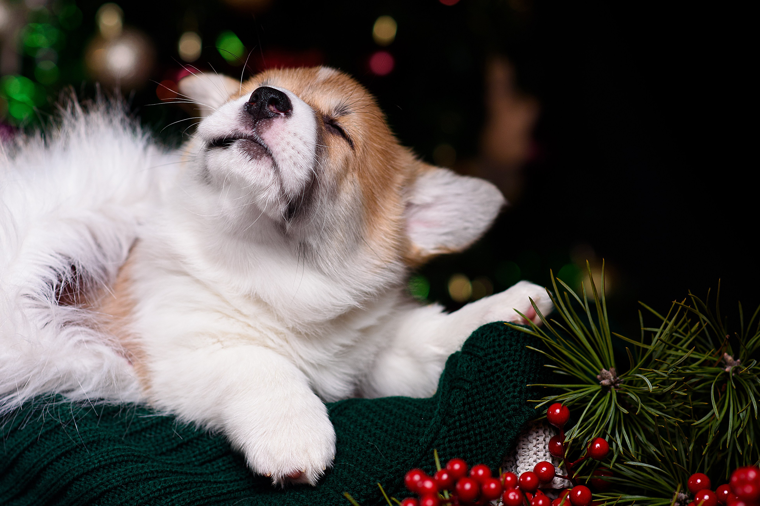 Щенки вельш корги пемброк. Фотограф — Анималист | Анна Абрамова