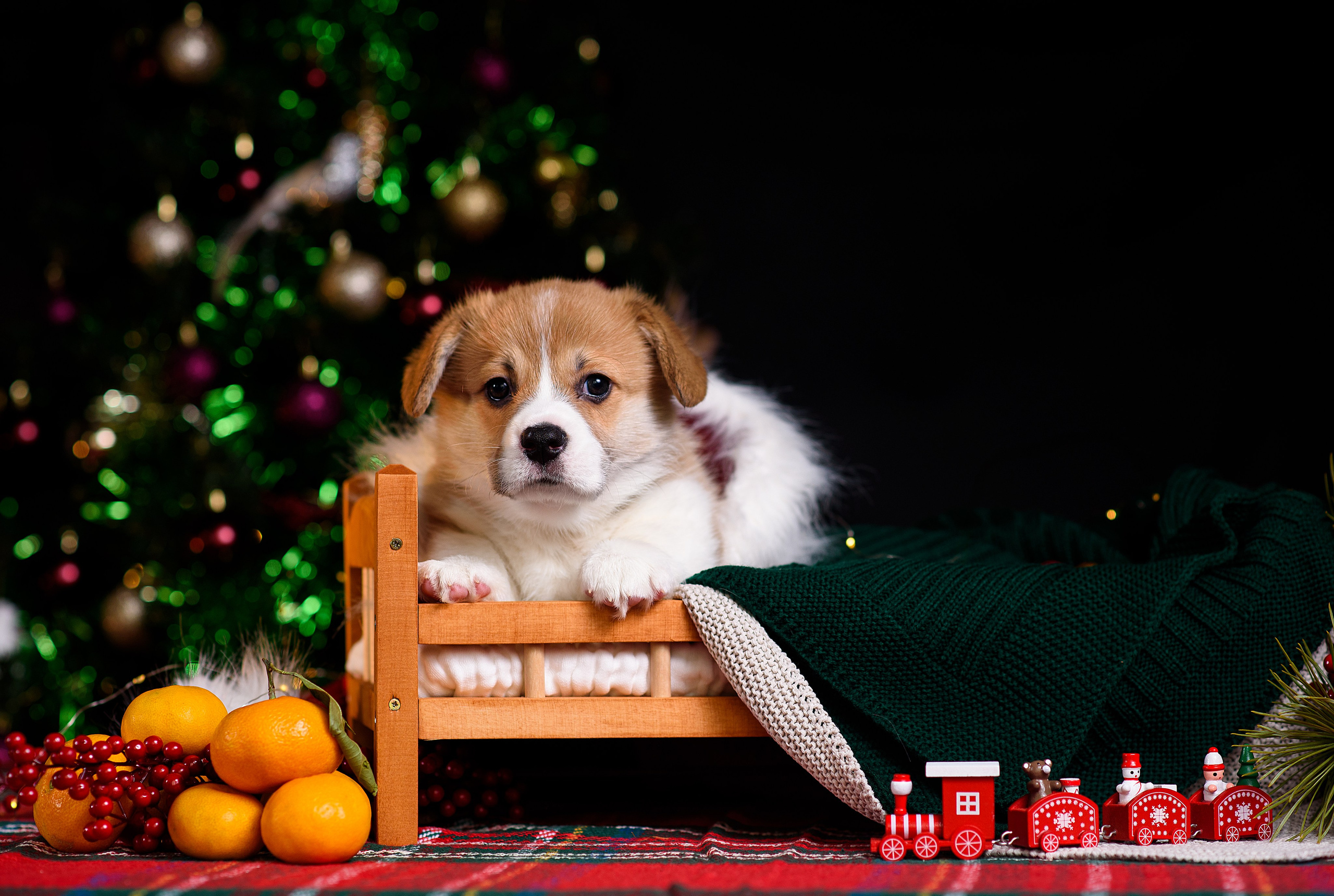 Щенки вельш корги пемброк. Фотограф — Анималист | Анна Абрамова