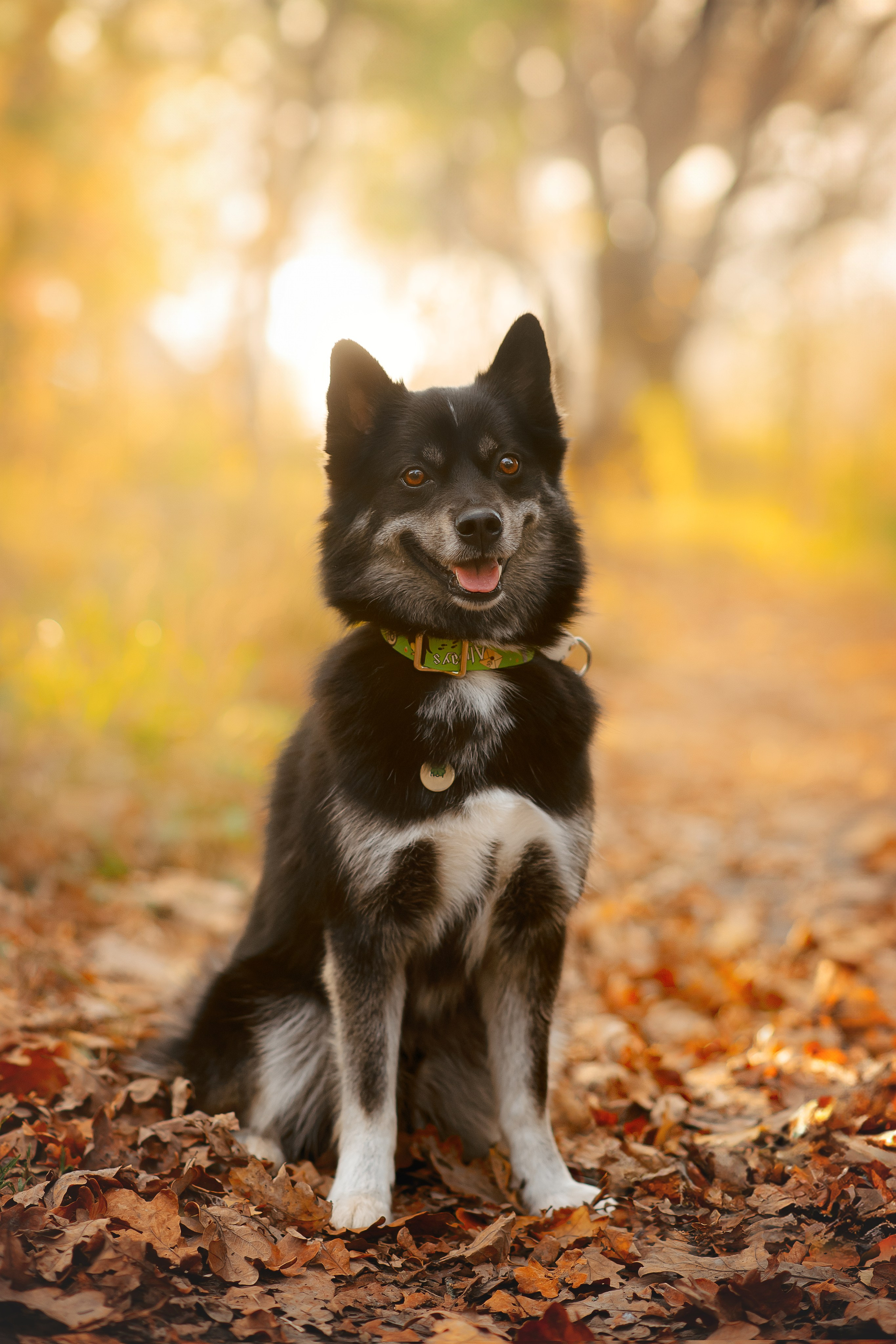 Максим, Надя, Рой и Шелби — 13.10.2024. Фотограф — Анималист | Анна Абрамова