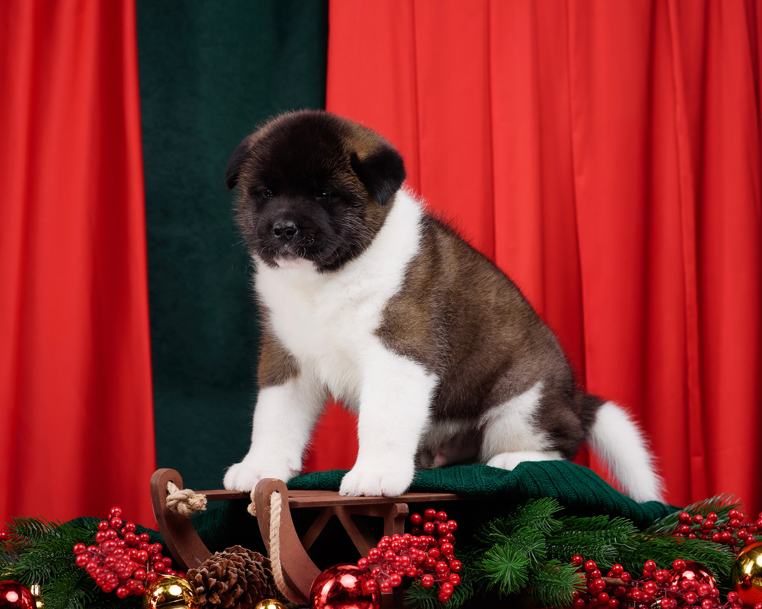 Щенки Американской Акиты. Фотограф — Анималист | Анна Абрамова