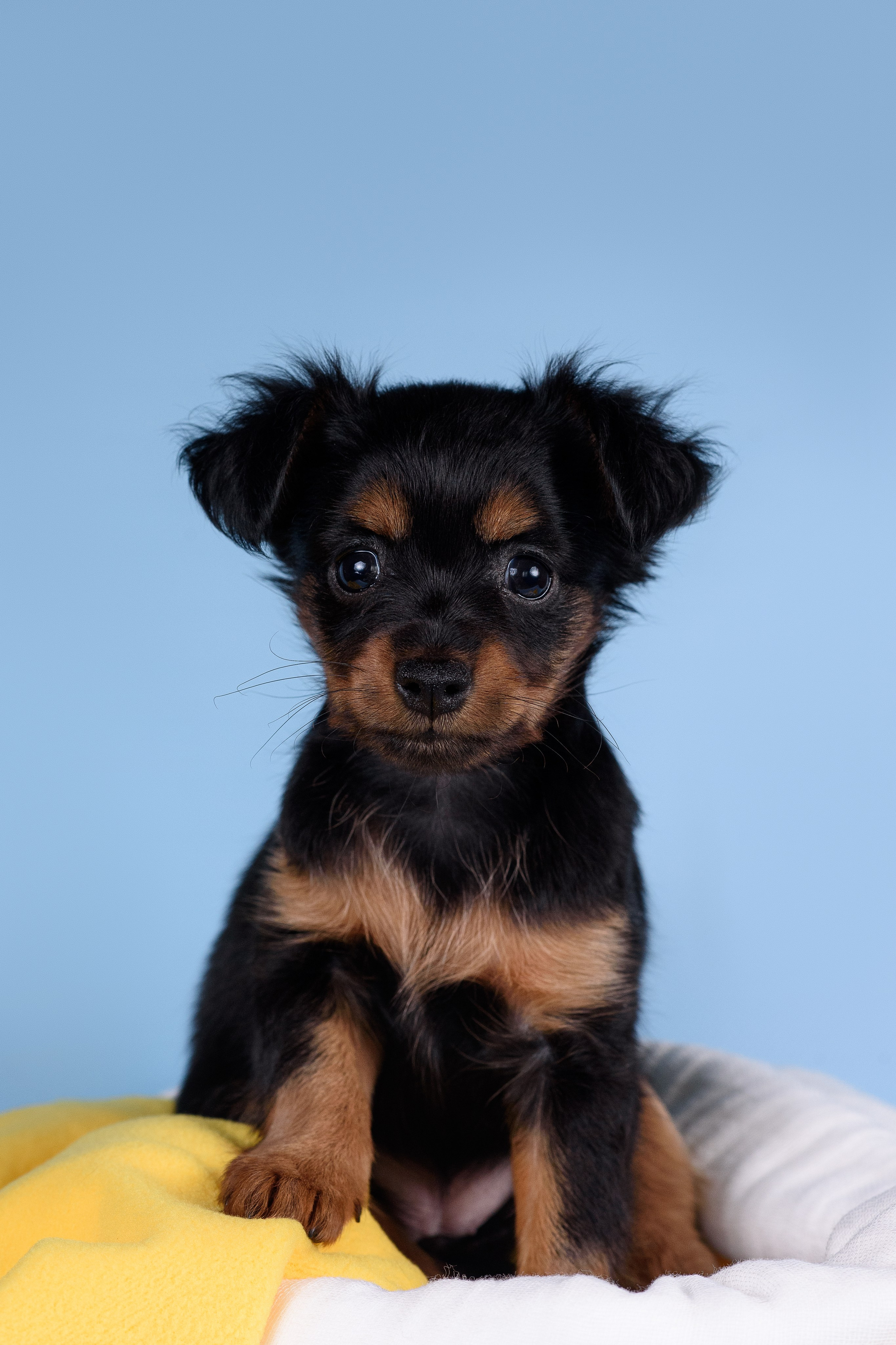 Щенки Пражских крысариков -13.04.2024. Фотограф — Анималист | Анна Абрамова