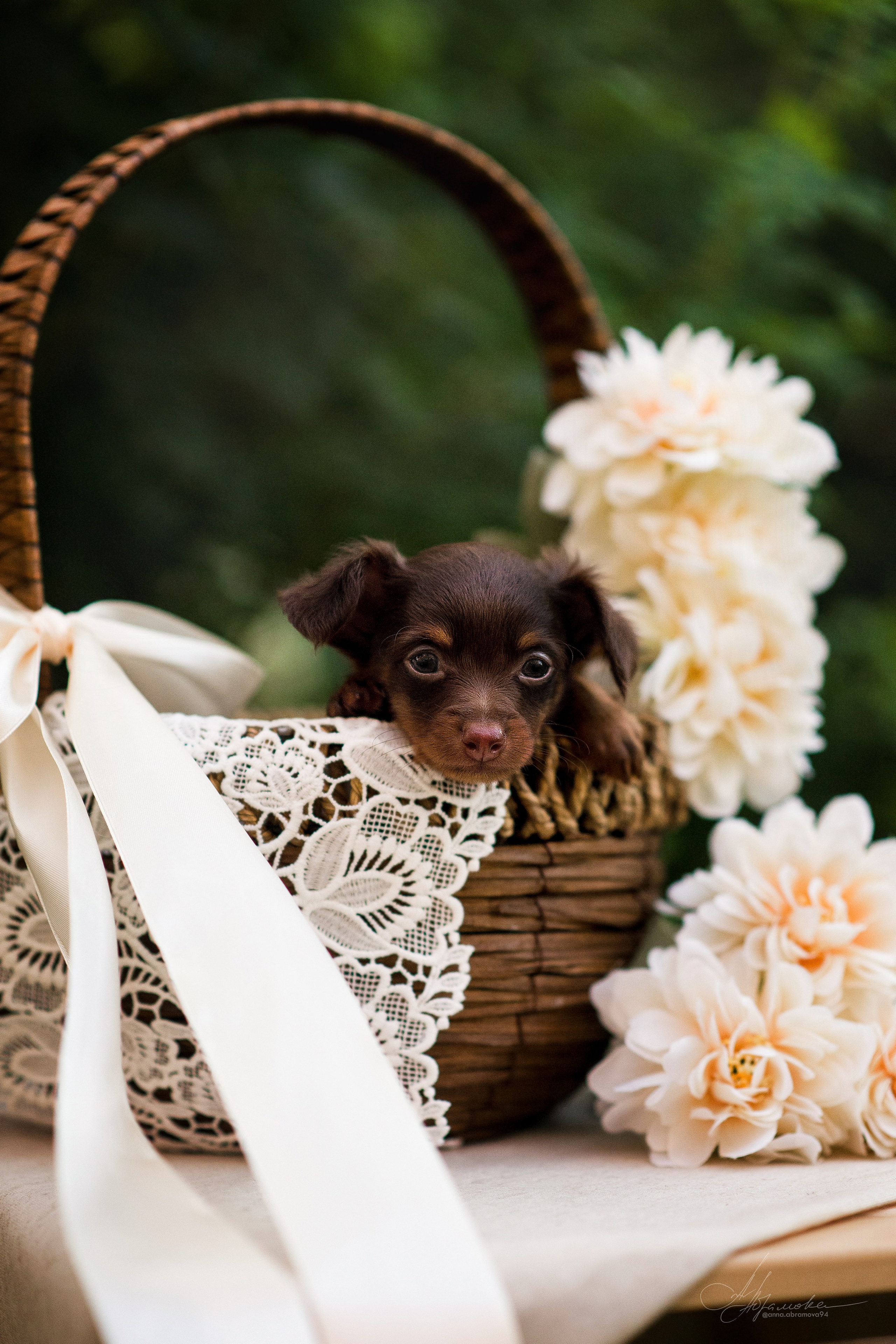 Щенки пражских крысариков — 06.08.2023. Фотограф — Анималист | Анна Абрамова