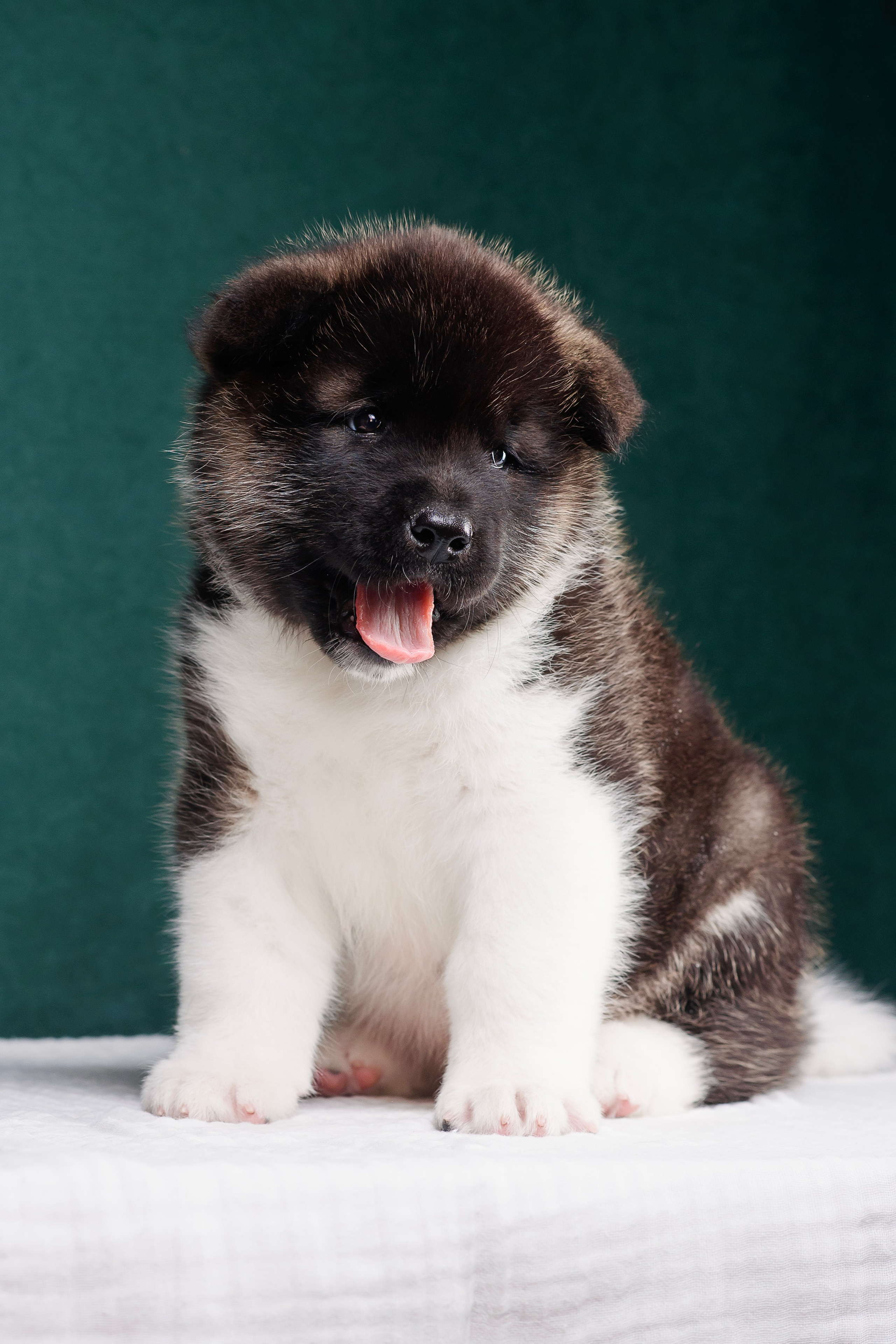 Щенки Американской Акиты. Фотограф — Анималист | Анна Абрамова