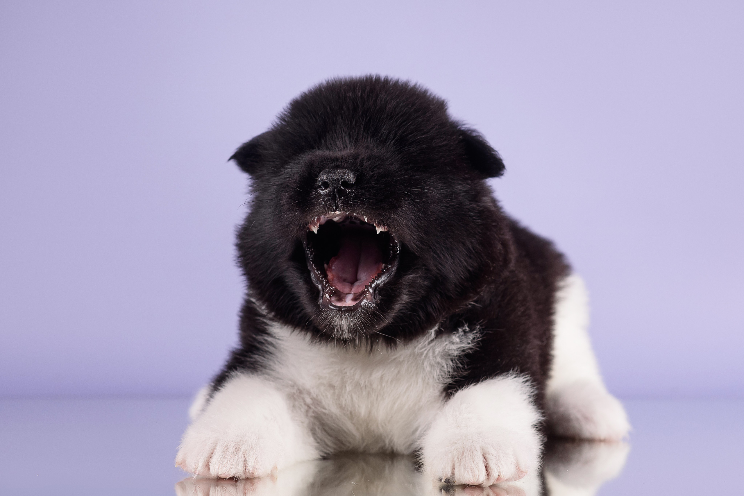 Щенки Американской Акиты — 04.11.2024. Фотограф — Анималист | Анна Абрамова