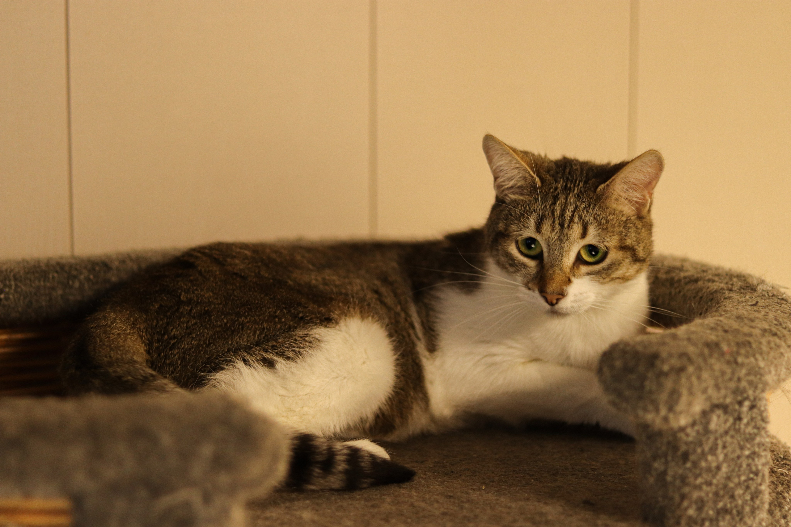 Петербургский дом кота (27 июня 2024). Ивентный фотограф в Санкт-Петербурге Олег Комков