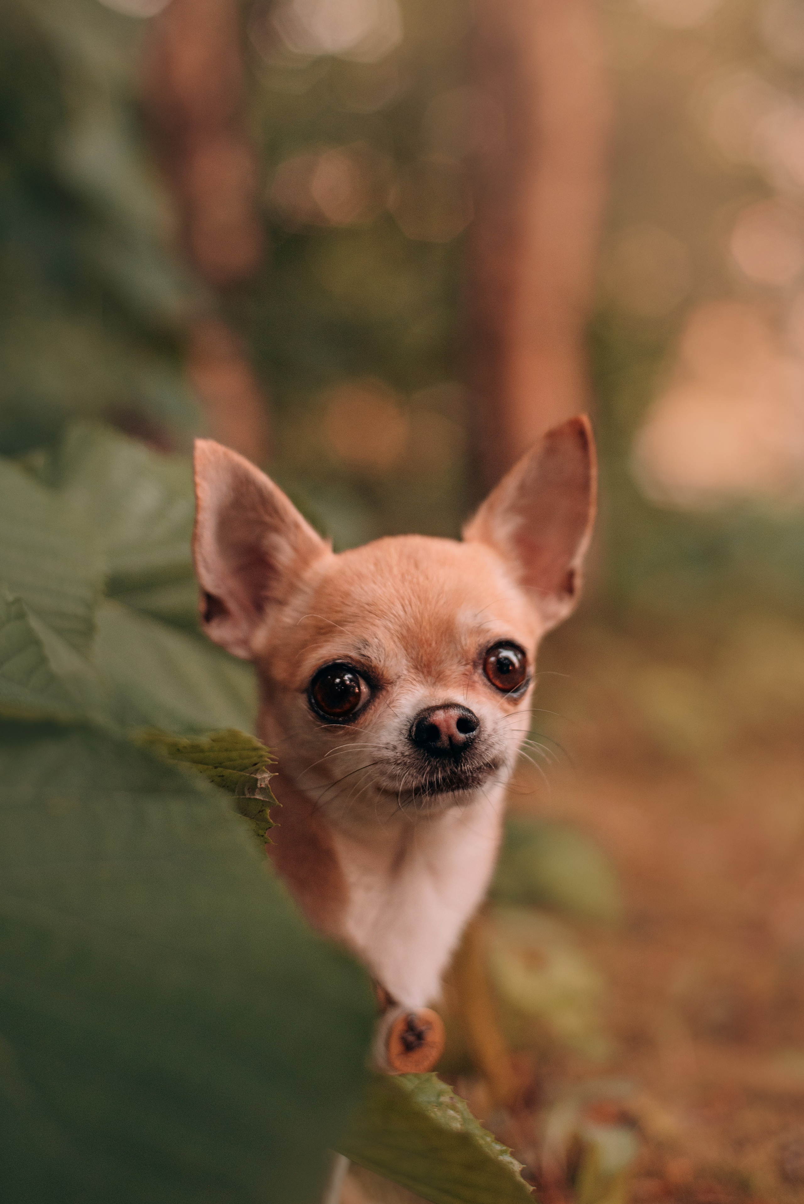 Прогулка: чихуахуа Хенни и Алина во Владивостоке. Портфолио