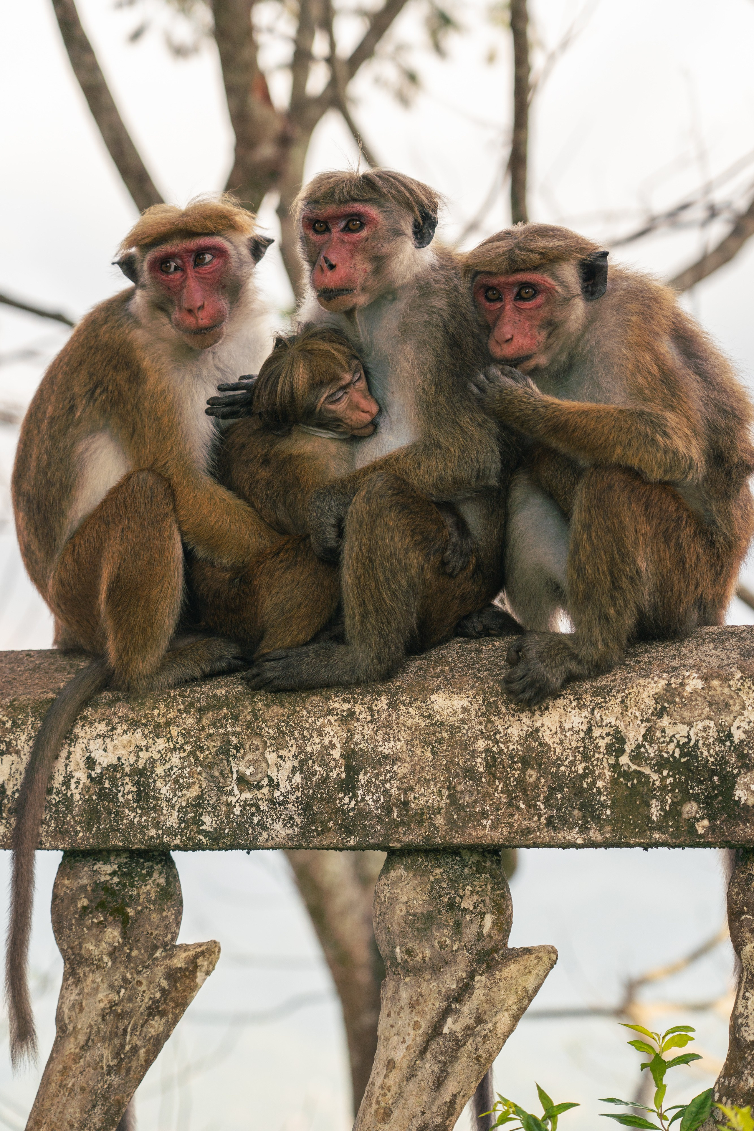 Bathing with elephants in Pinnawala, Botanical Garden