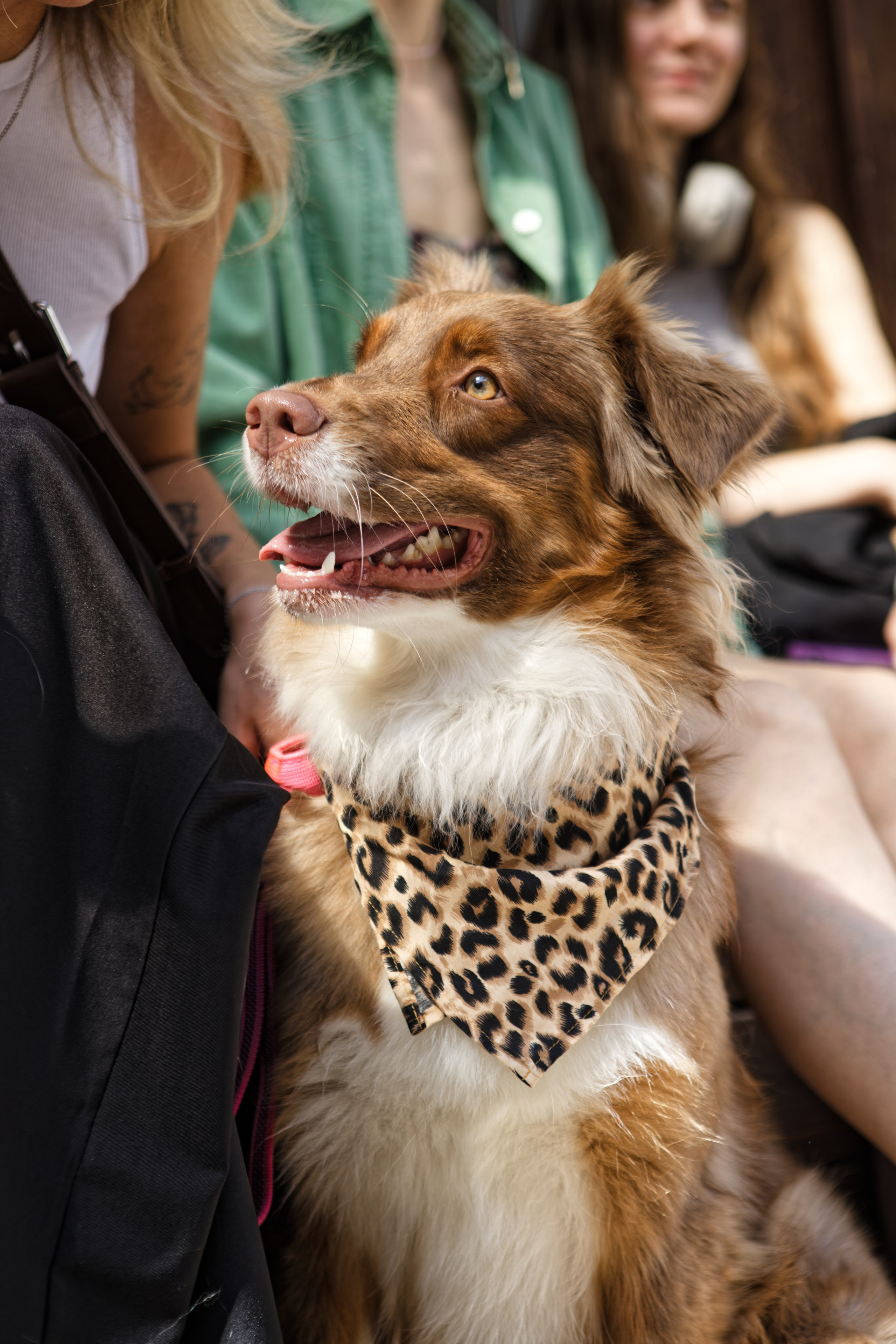 Вечеринка для собак Oh my dog 20.07.2025. Репортажный и спортивный фотограф в г. Пермь Зильберг Павел