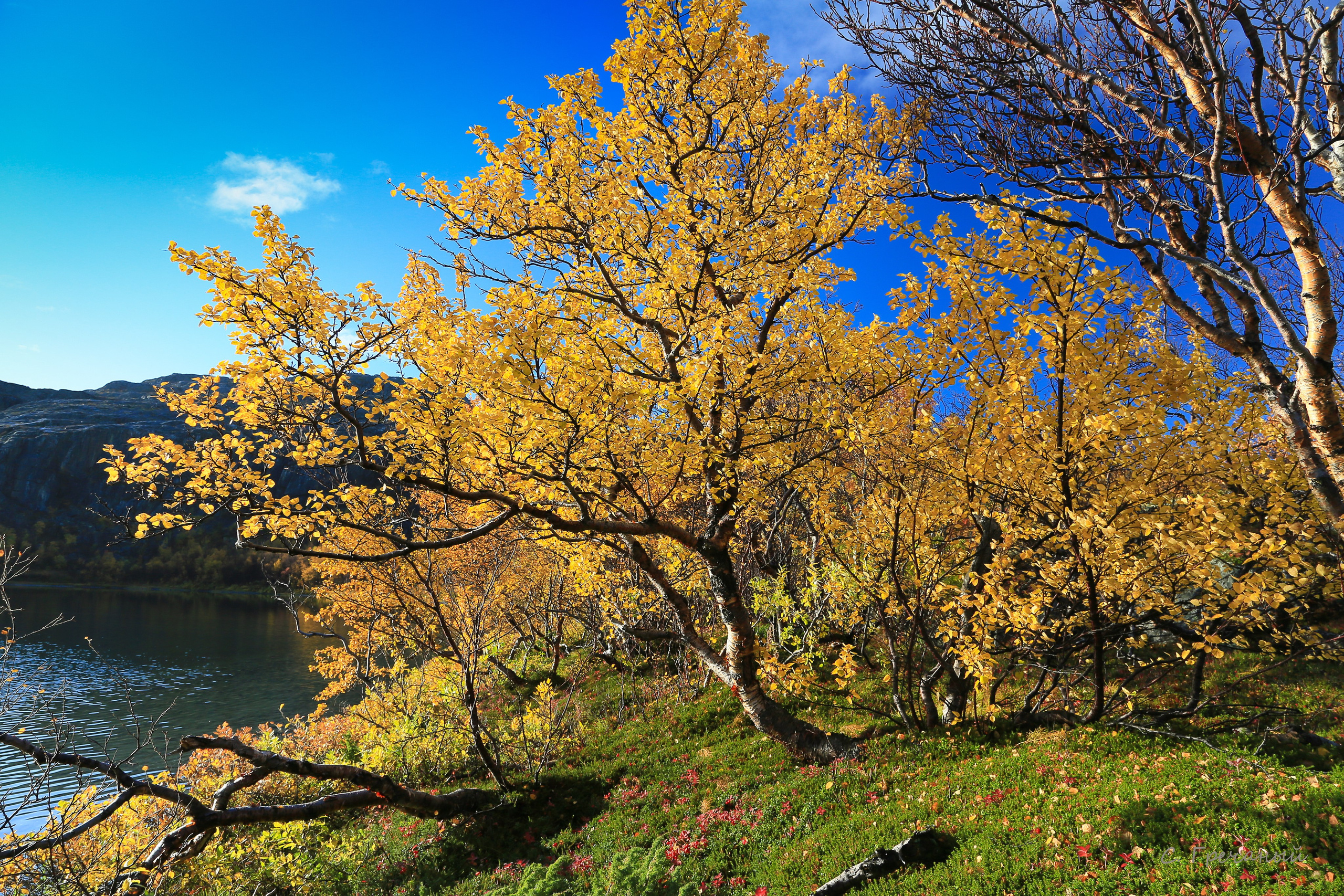 Мир растений. Пейзажи Крайнего Севера. Баренцево море, Рыбачий, Средний, Немецкий