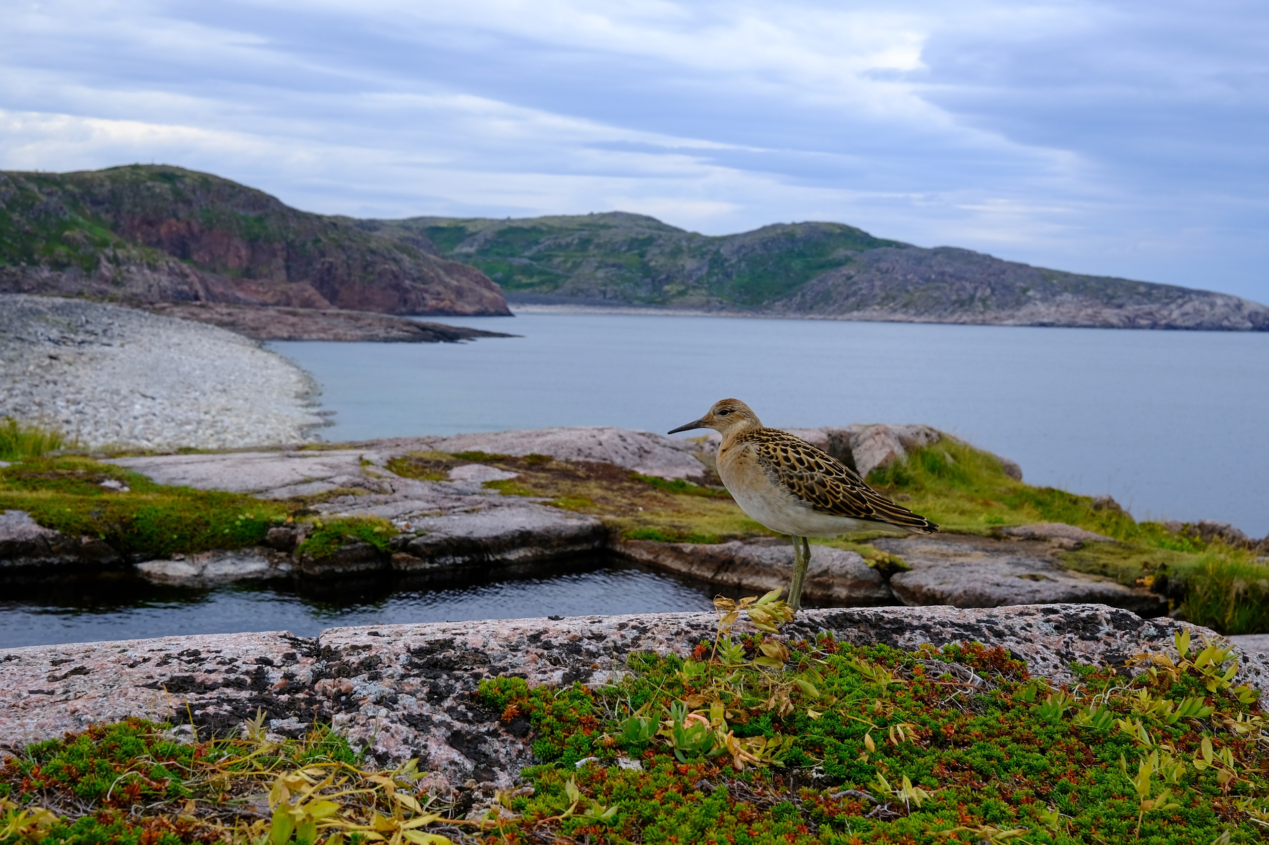 Териберка. Пейзажи Крайнего Севера. Баренцево море, Рыбачий, Средний, Немецкий