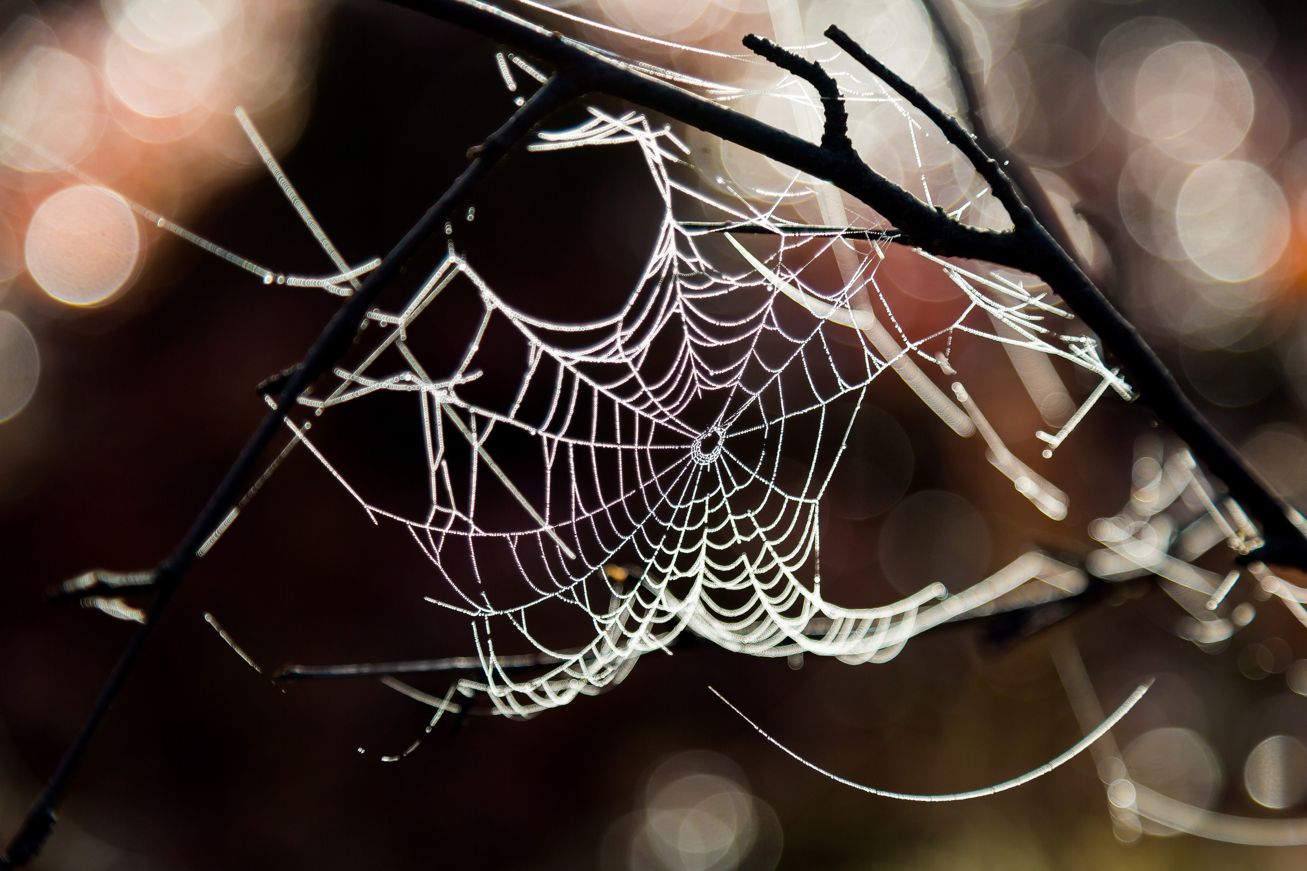 Тундра Лес и Сопки. Пейзажи Крайнего Севера. Баренцево море, Рыбачий, Средний, Немецкий