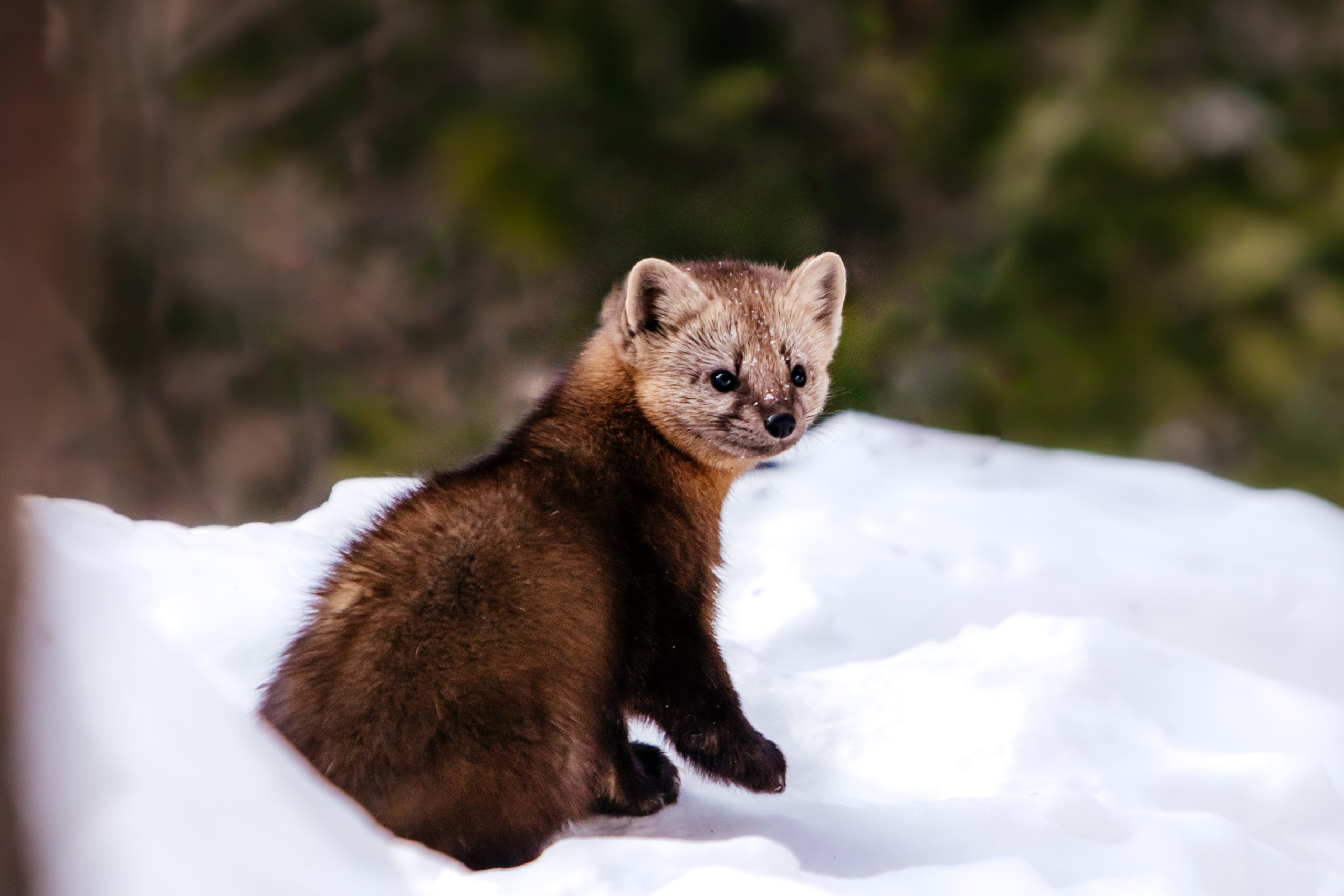 Соболь. Фотограф в Красноярске Оксана Корчагина