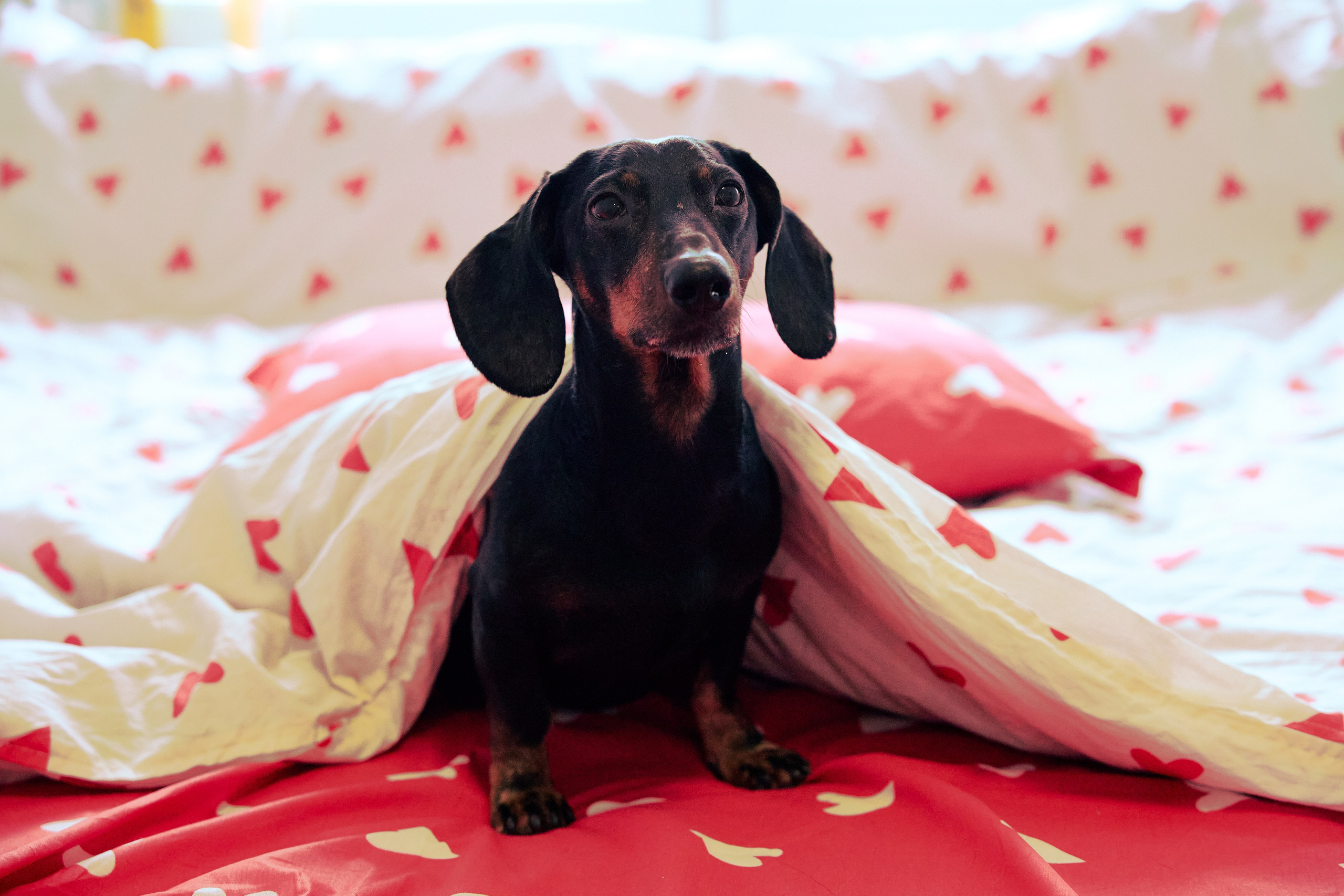 Фотосъёмка животных. Предметный и репортажный фотограф Алексей Кротов