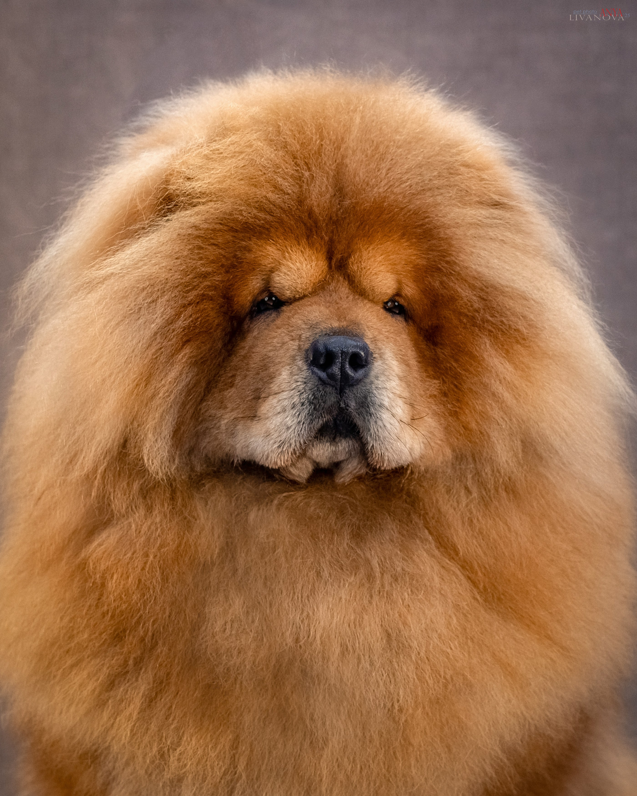 Дарик. Фотограф анималист Аня Ливанова | Рыбинск