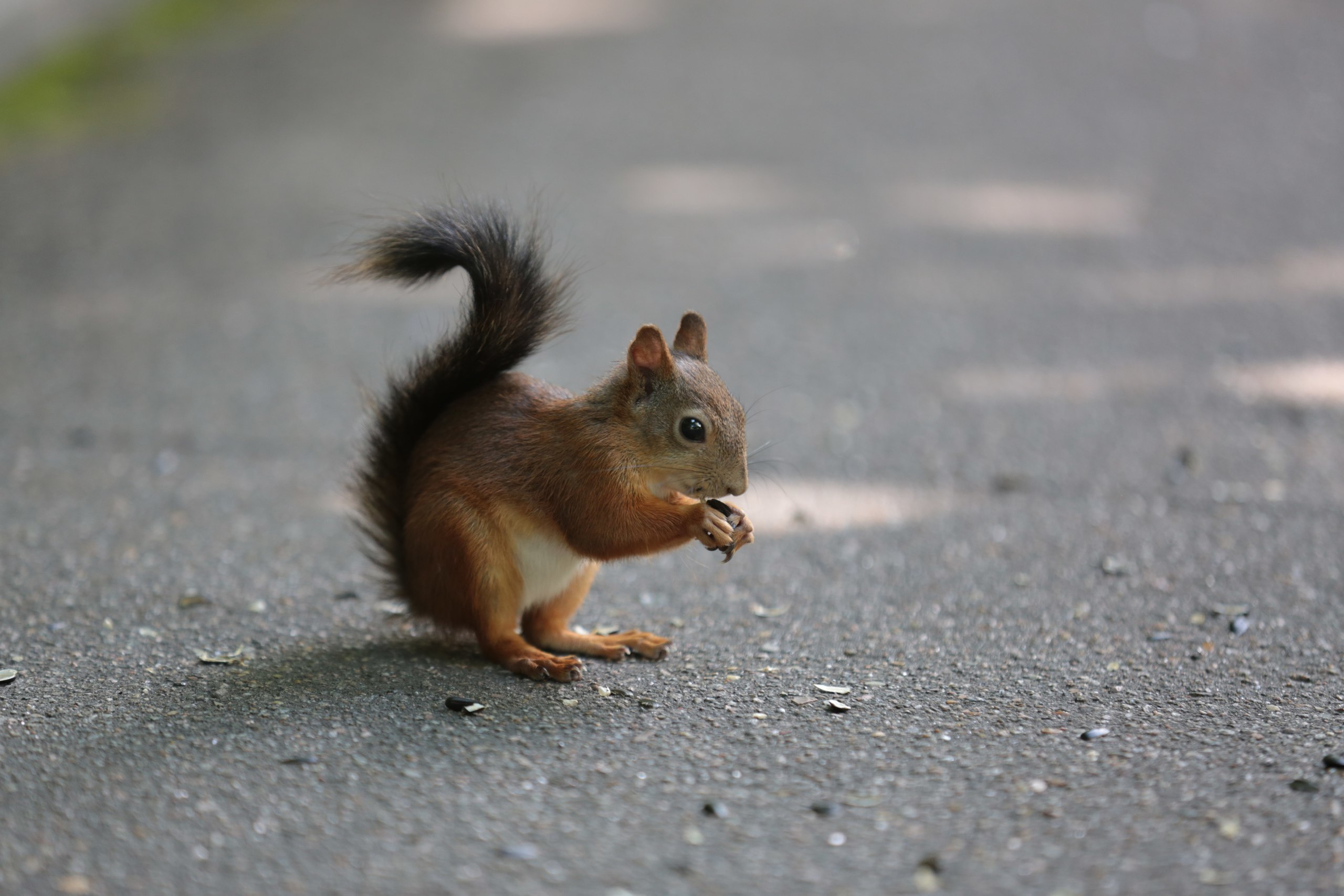 ВЫСТАВКИ. Фотограф Роман Торбеев
