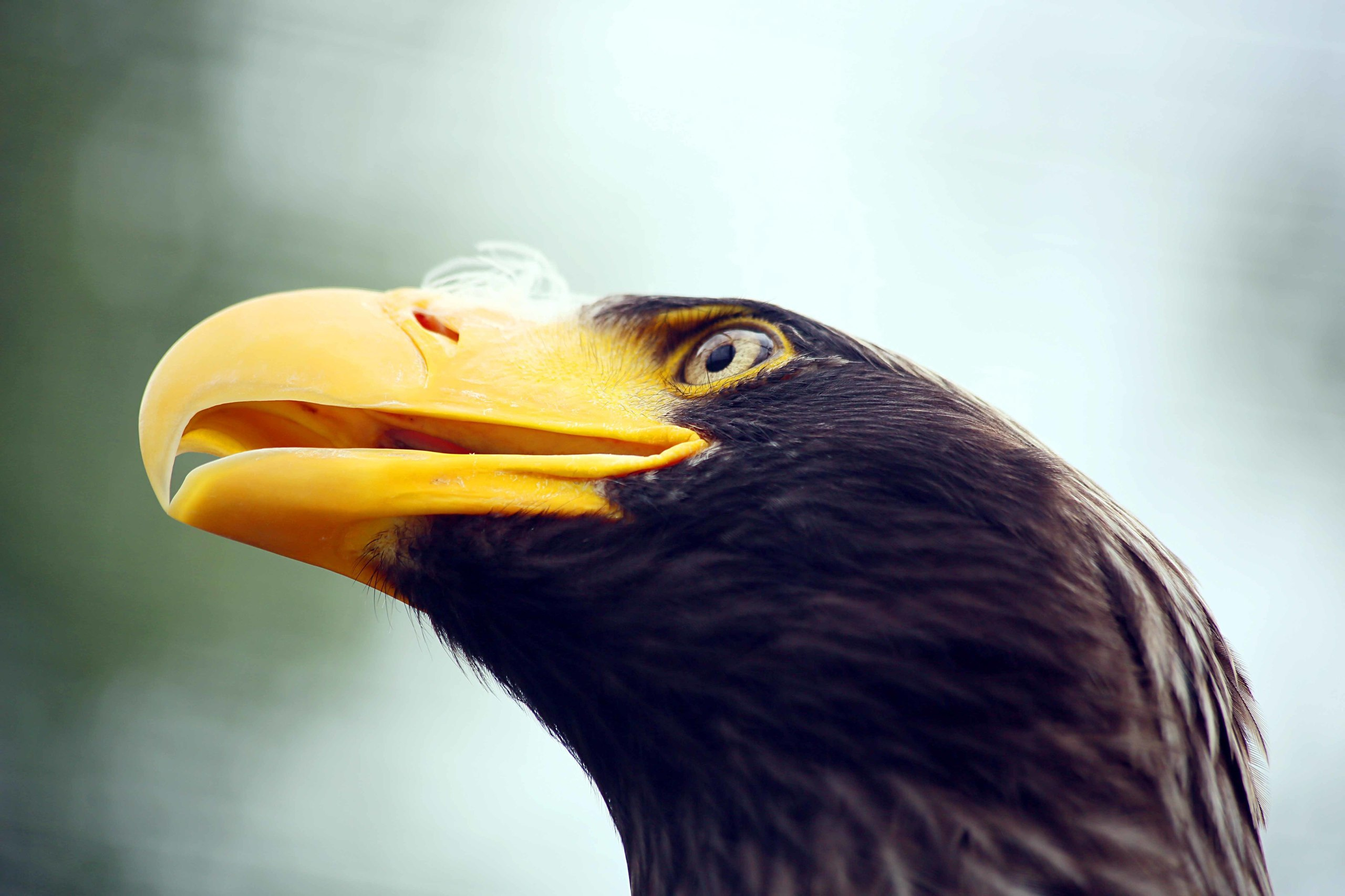 ВЫСТАВКИ. Фотограф Роман Торбеев