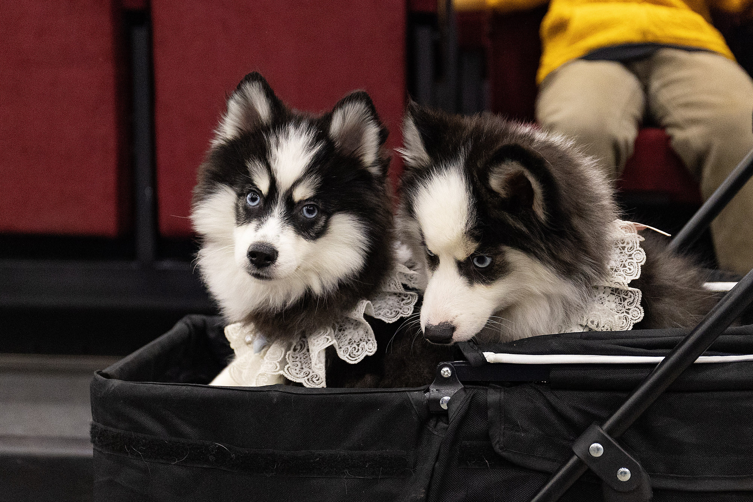 Анималистика