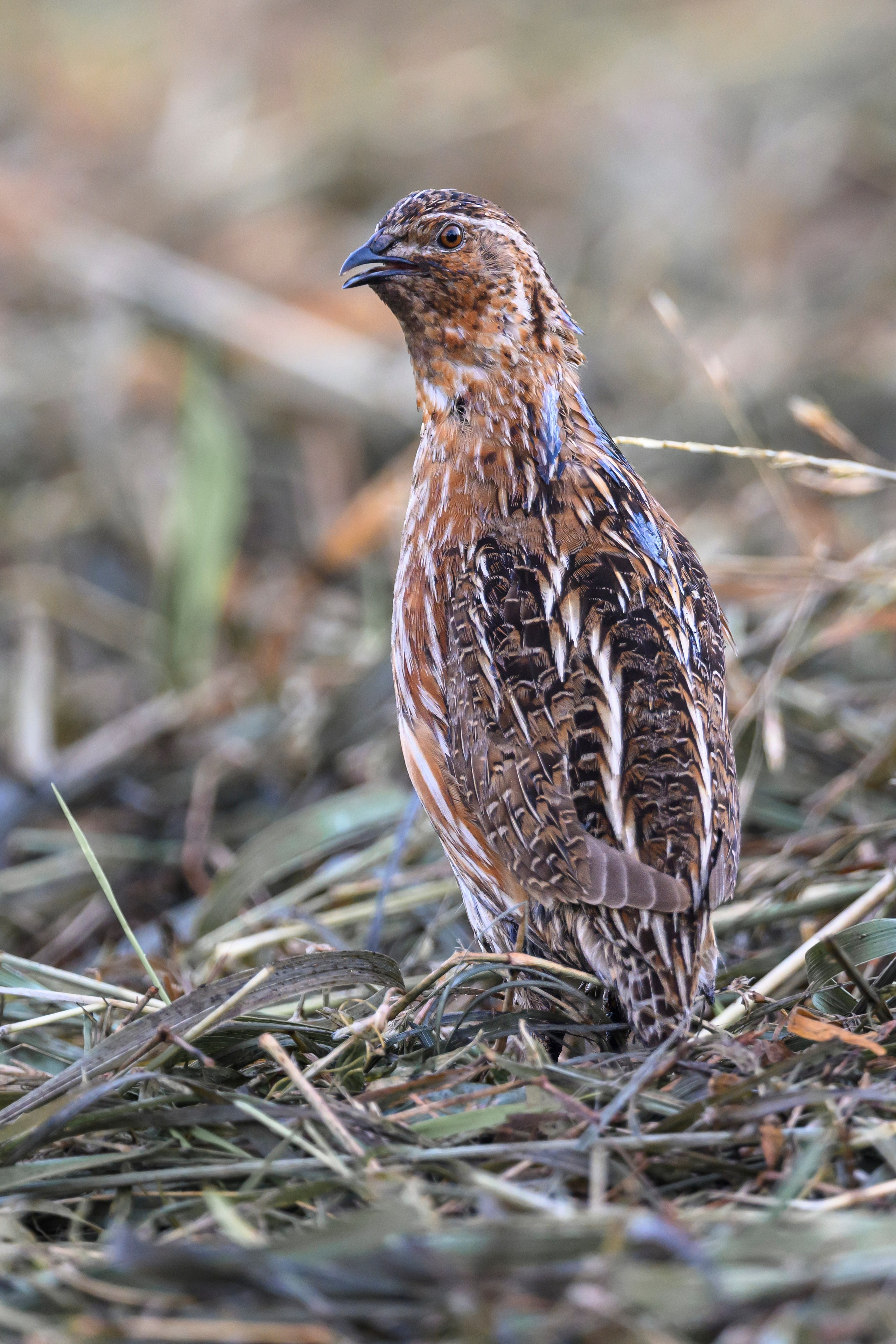 Перепел. Wildlife photography by Sergey Puponin