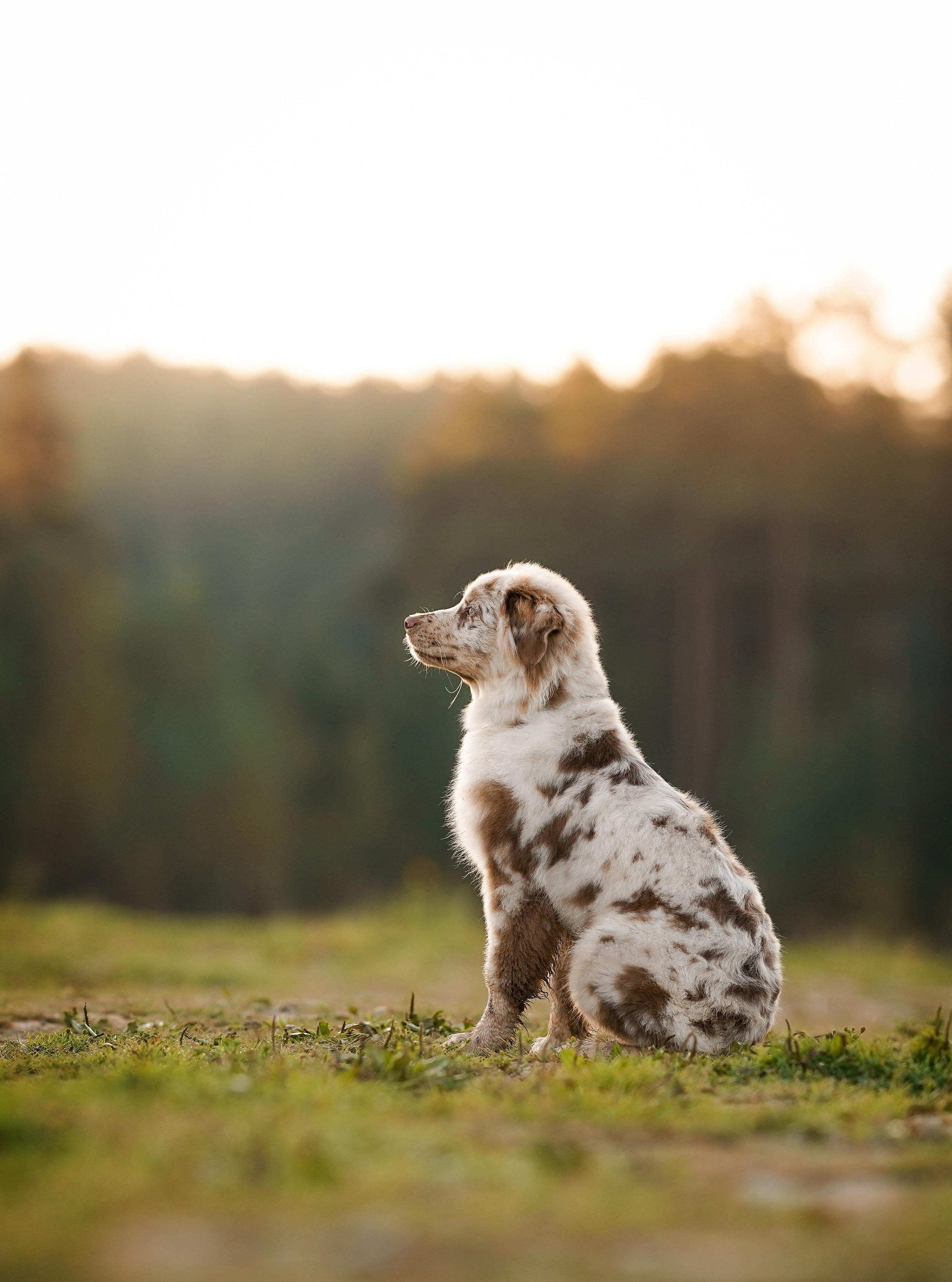 Катя Сэнди и Рокки. Фотограф-анималист в Санкт-Петербурге Яна Мартынова