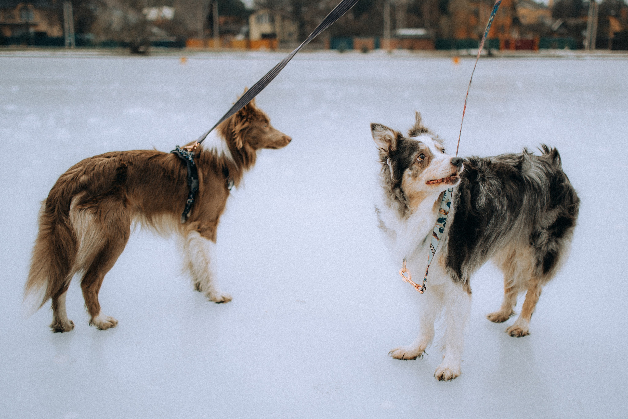 Полина, Милли и Паддингтон