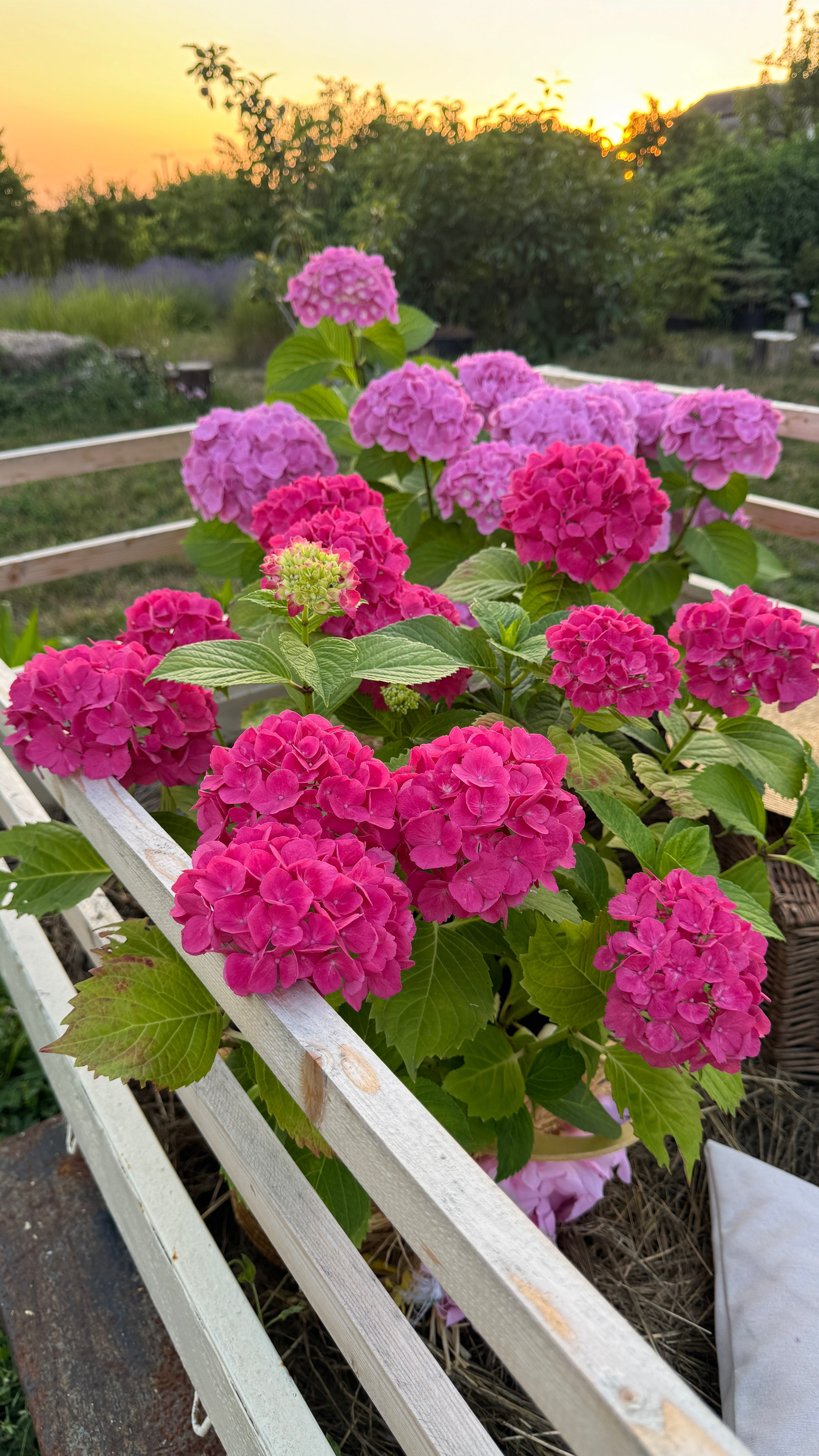 Локации с цветами. Фотостудия Натальи Забродской