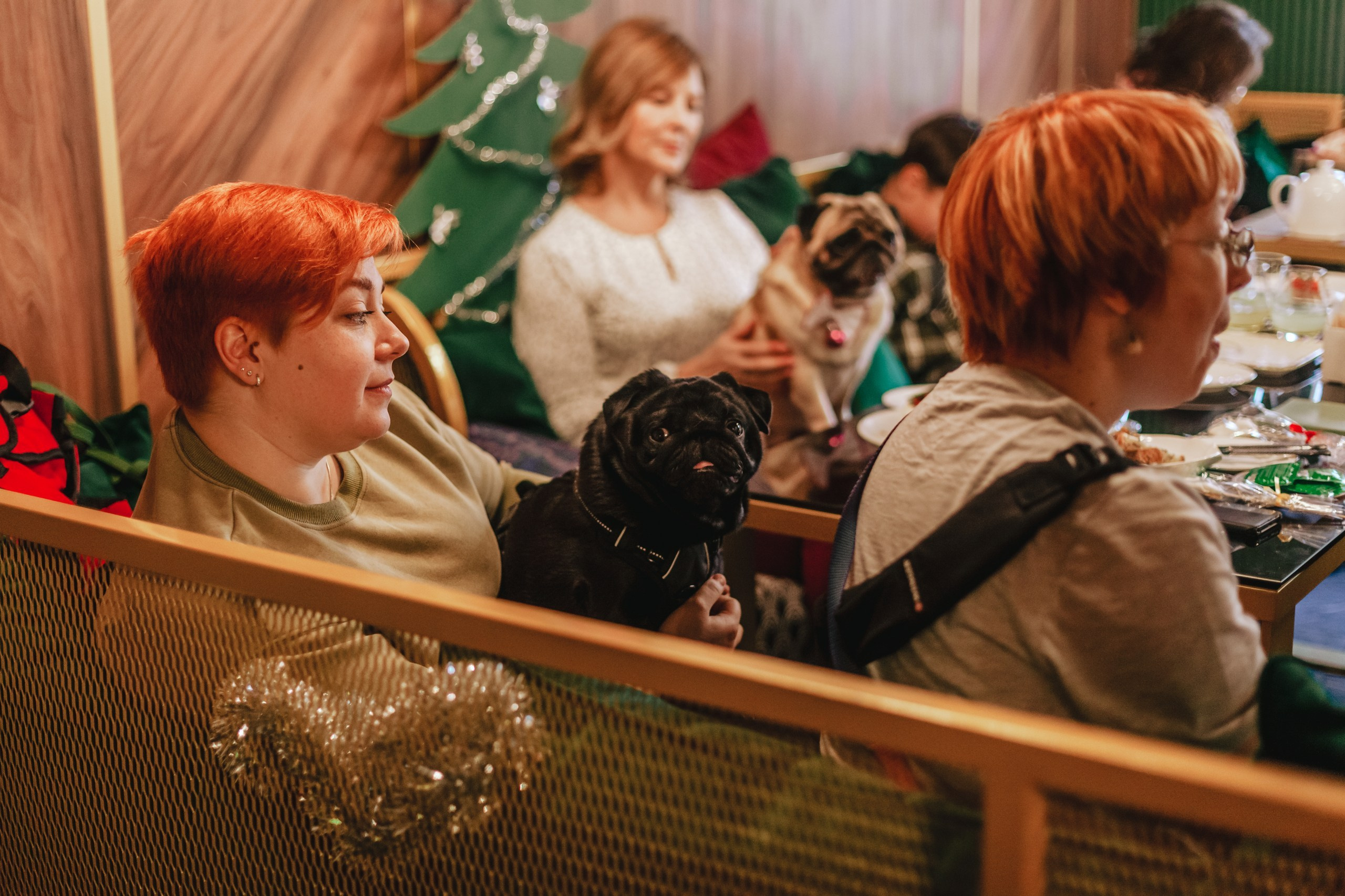 Мопсовстреча 02.12.2023. Фотограф-анималист Татьяна Степанова