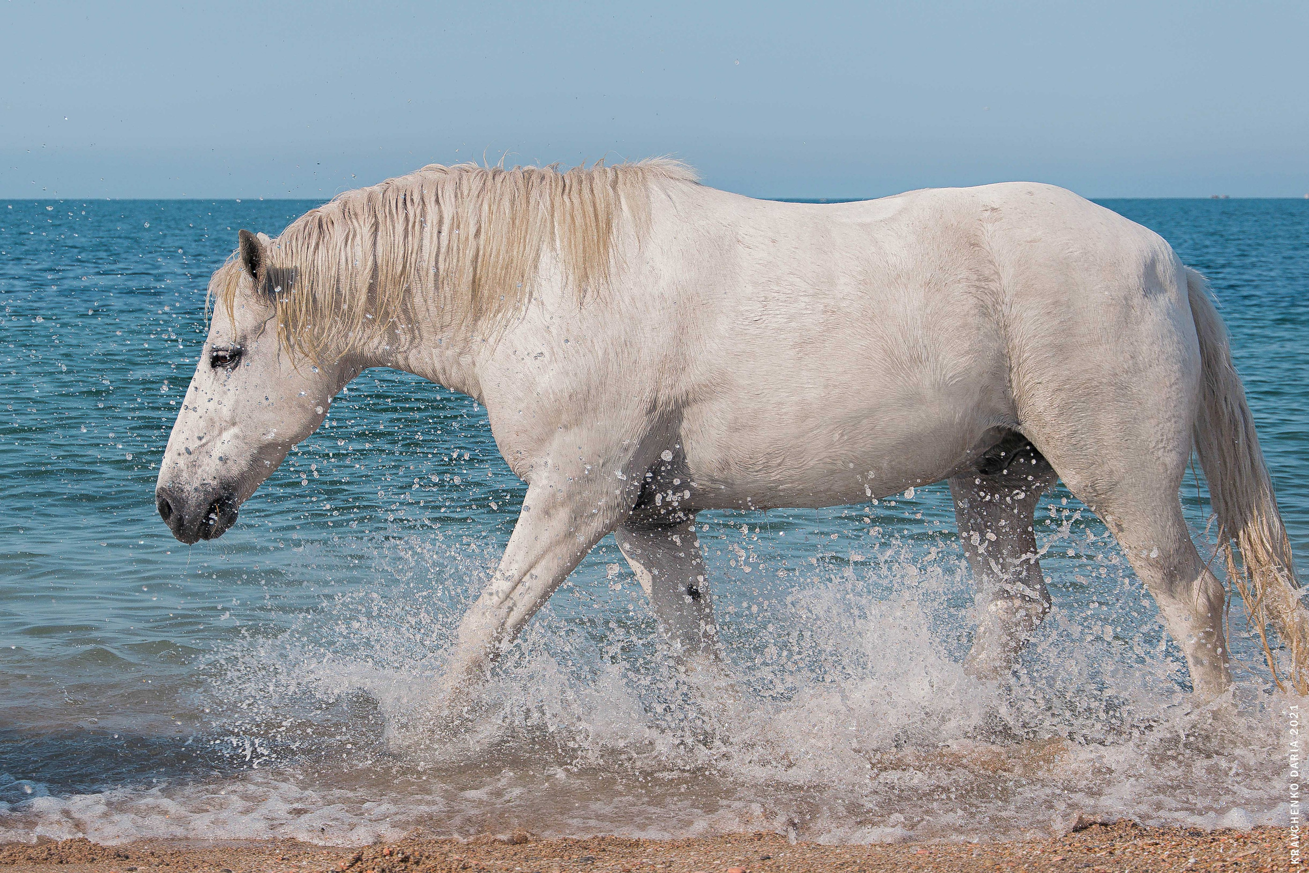 Миф и Фунтик. Фотограф в Севастополе