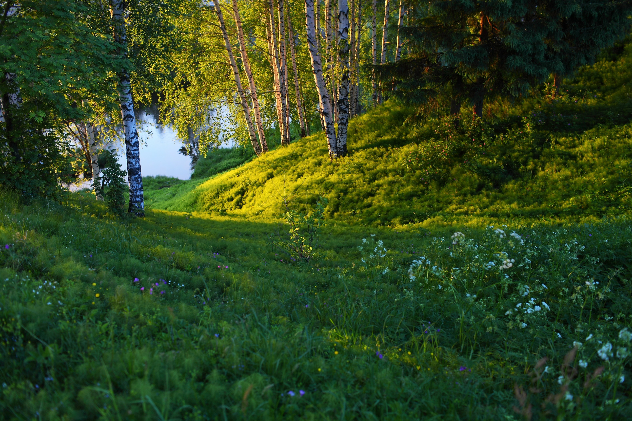 Средняя полоса. Свадебный и репортажный фотограф в Ярославле и Санкт-Петербурге Роман Микрюков