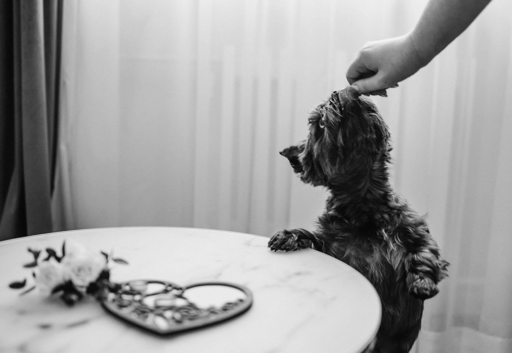 Свадьба Никиты и Надежды. Семейный и свадебный фотограф в Санкт-Петербурге Яна