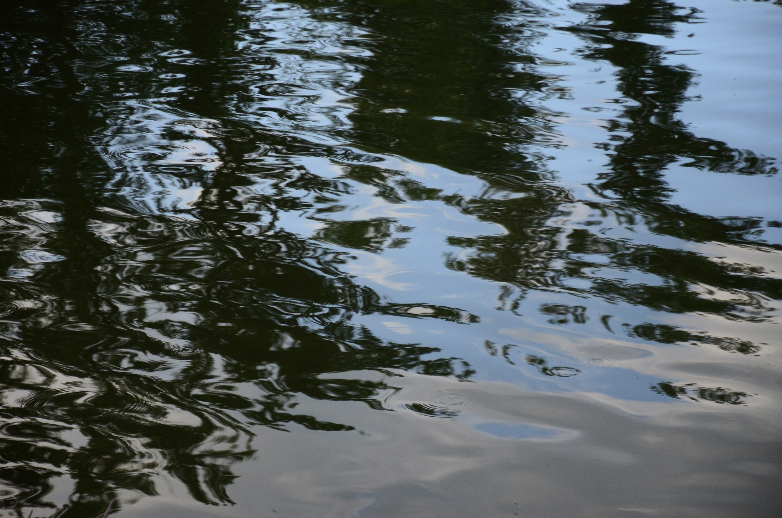 Дары природы. Фотограф viktor viktor