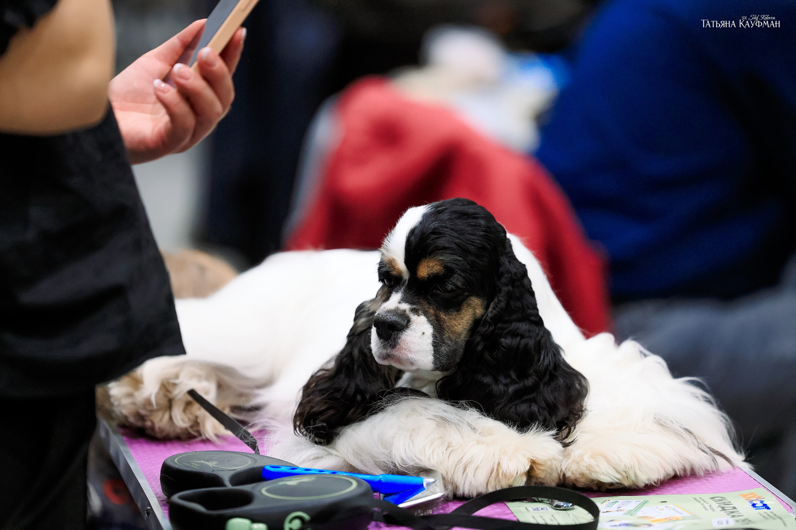 28-29.03.2026 Рейтинговая выставка в Новосибирске. Фотограф Анималист из Новосибирска Татьяна Кауфман