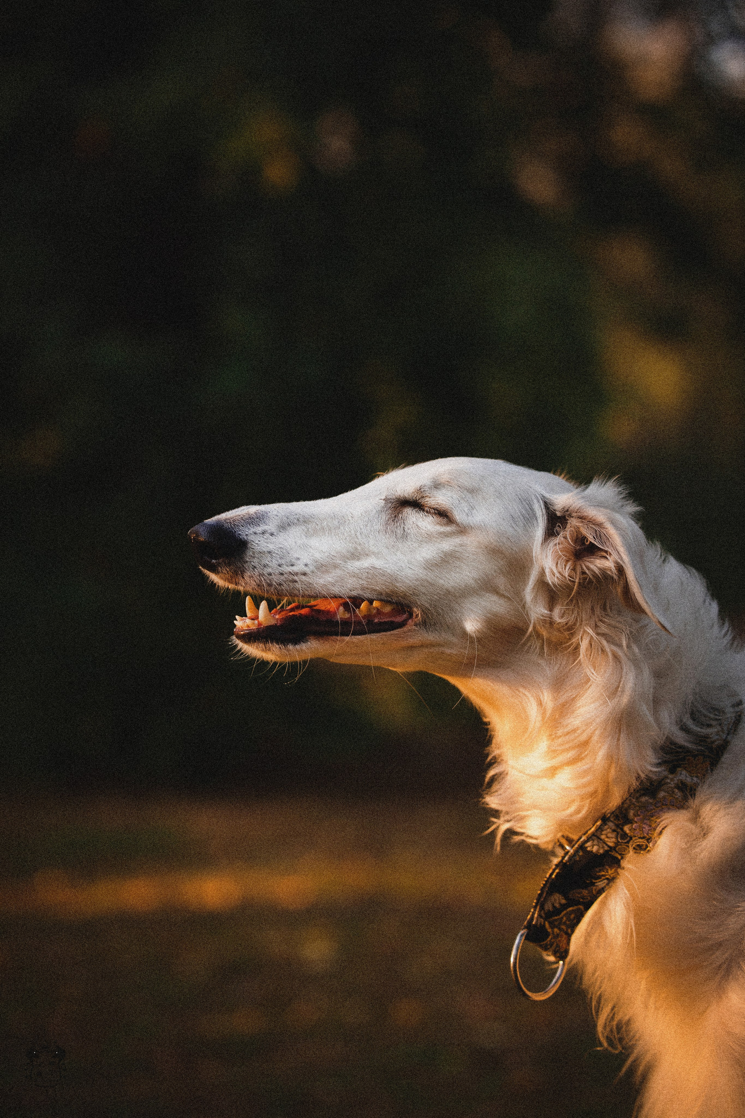 Портфолио. Фотограф-анималист в Екатеринбурге Марина Шишкина