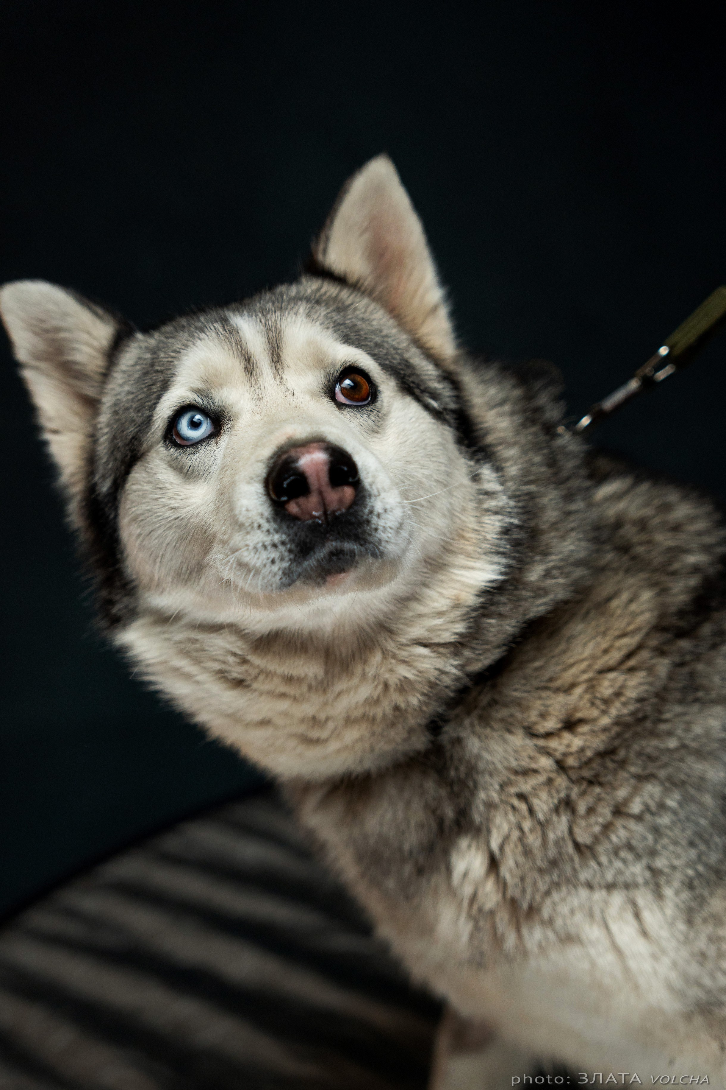 Собаки в студии. Фото, видео, монтаж
