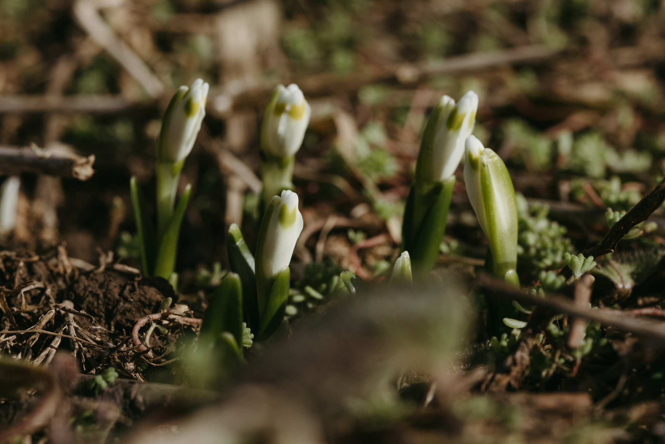 Природа деревни. Фотограф Эльмира Лин