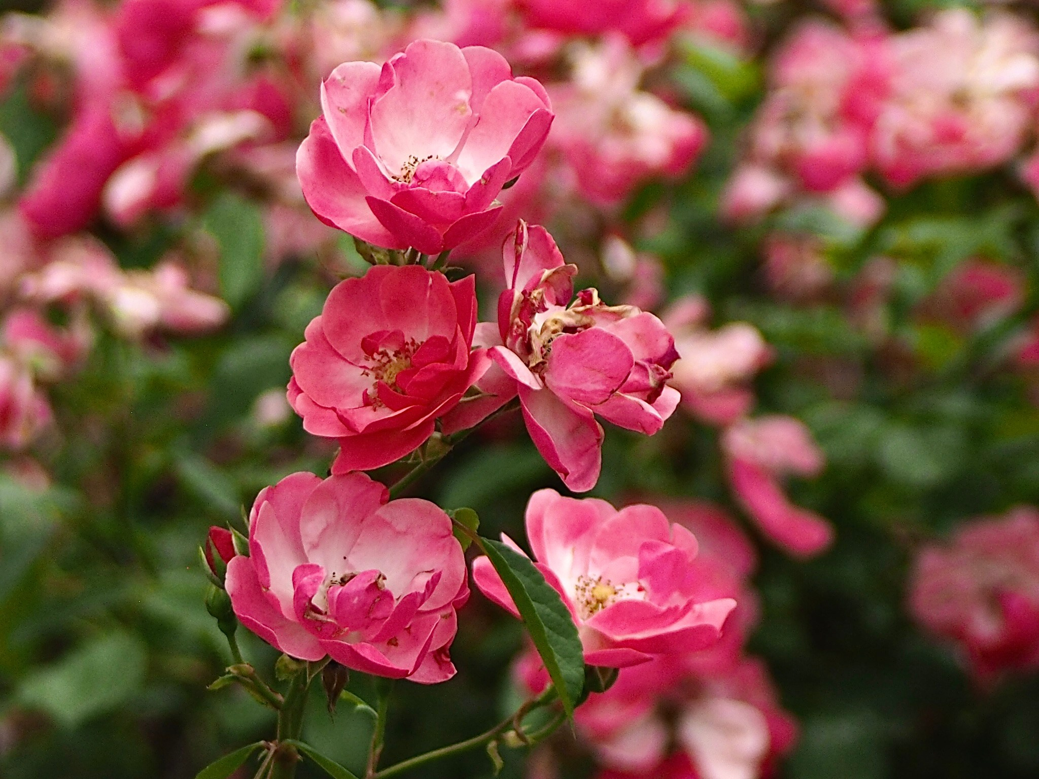 Флора и фауна. Смотри, красота!