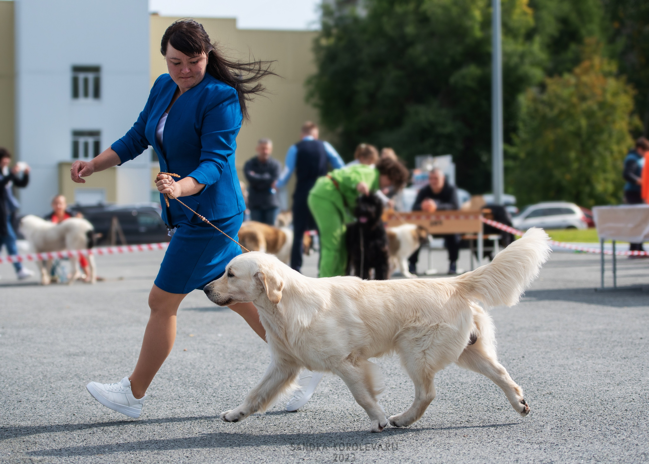 Выставка собак Тюмень 02.09.2023. Дог-фотограф в Тюмени Александра Королева