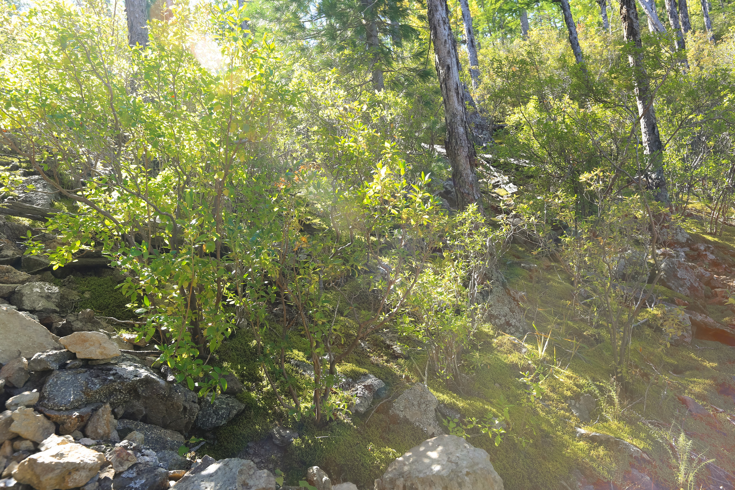 Фото Природы Забайкалья. Студия Максима Белослюдцева