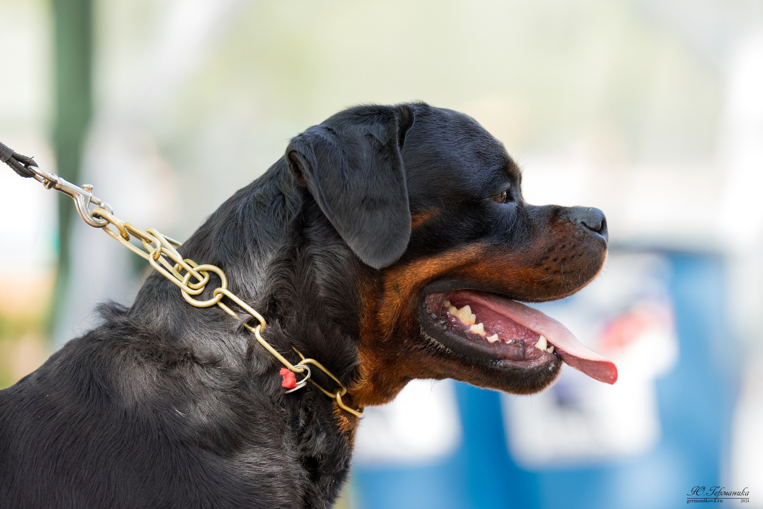 Саратов 2 х моно ротвейлеров 28-29.04.2024. Фотограф-анималист Юлия Германика