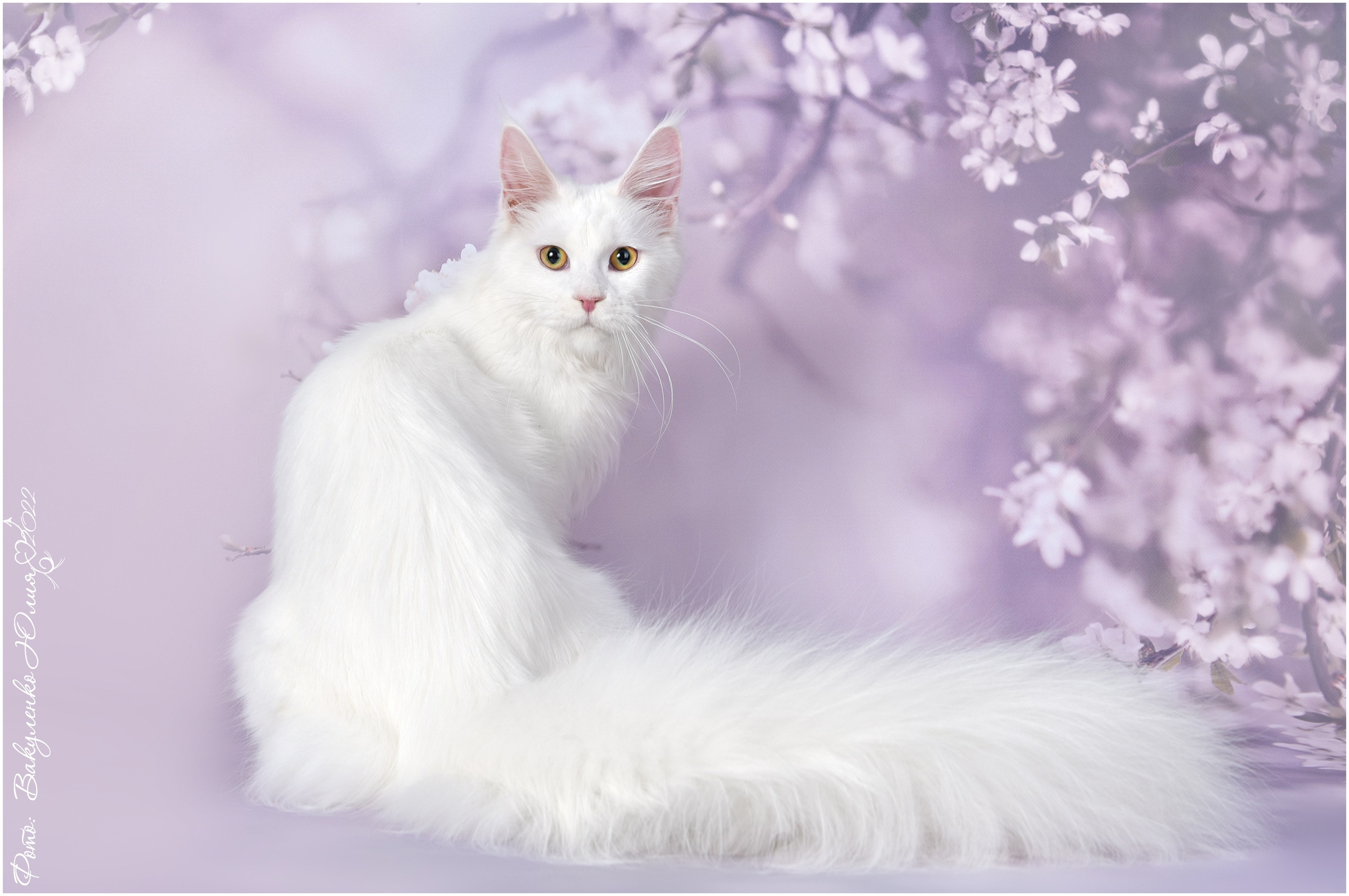 Взрослые. Фотограф анималист | семейный Юлия Вакуленко, г. Краснодар