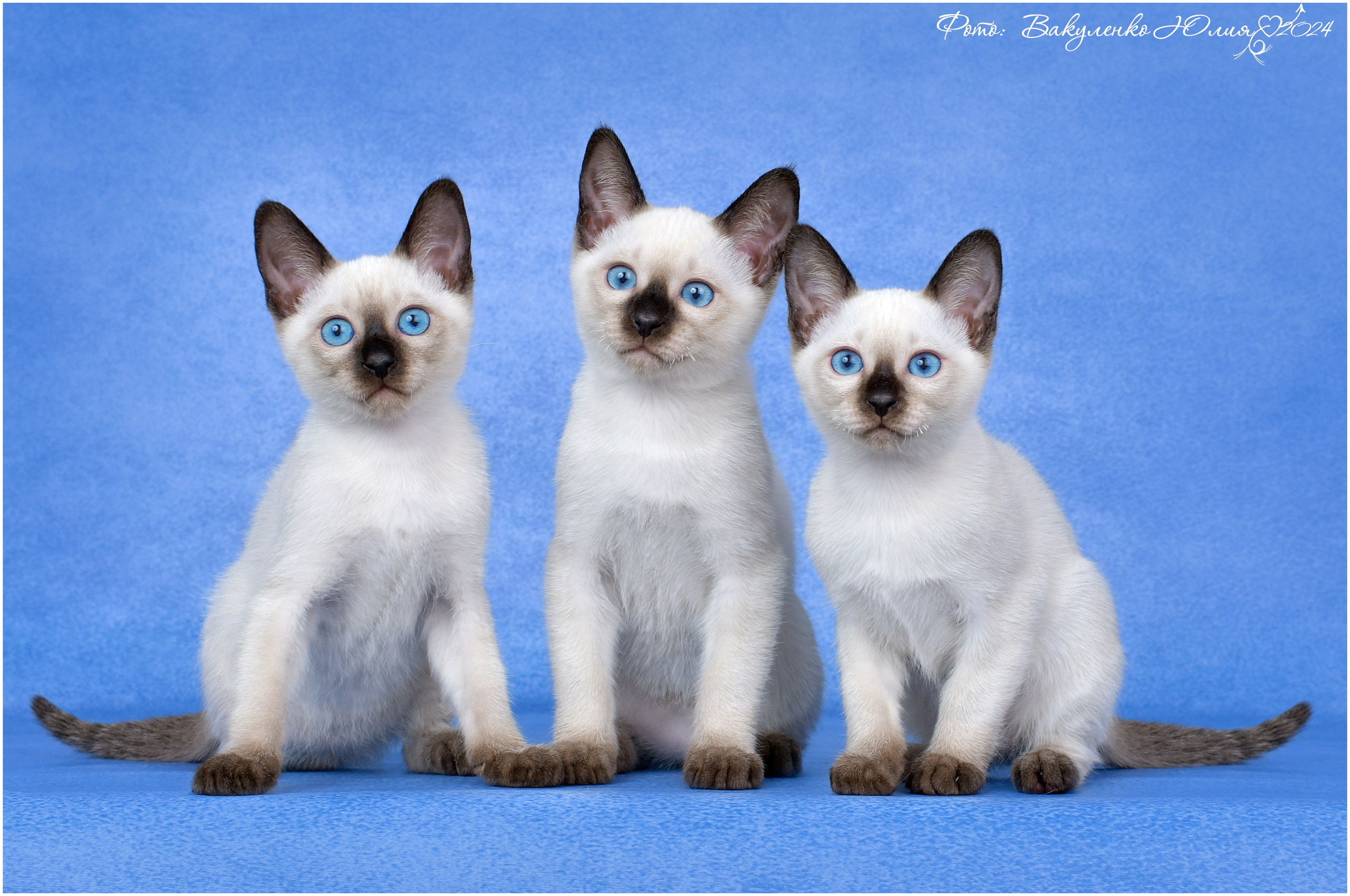 Котята. Фотограф анималист | семейный Юлия Вакуленко, г. Краснодар