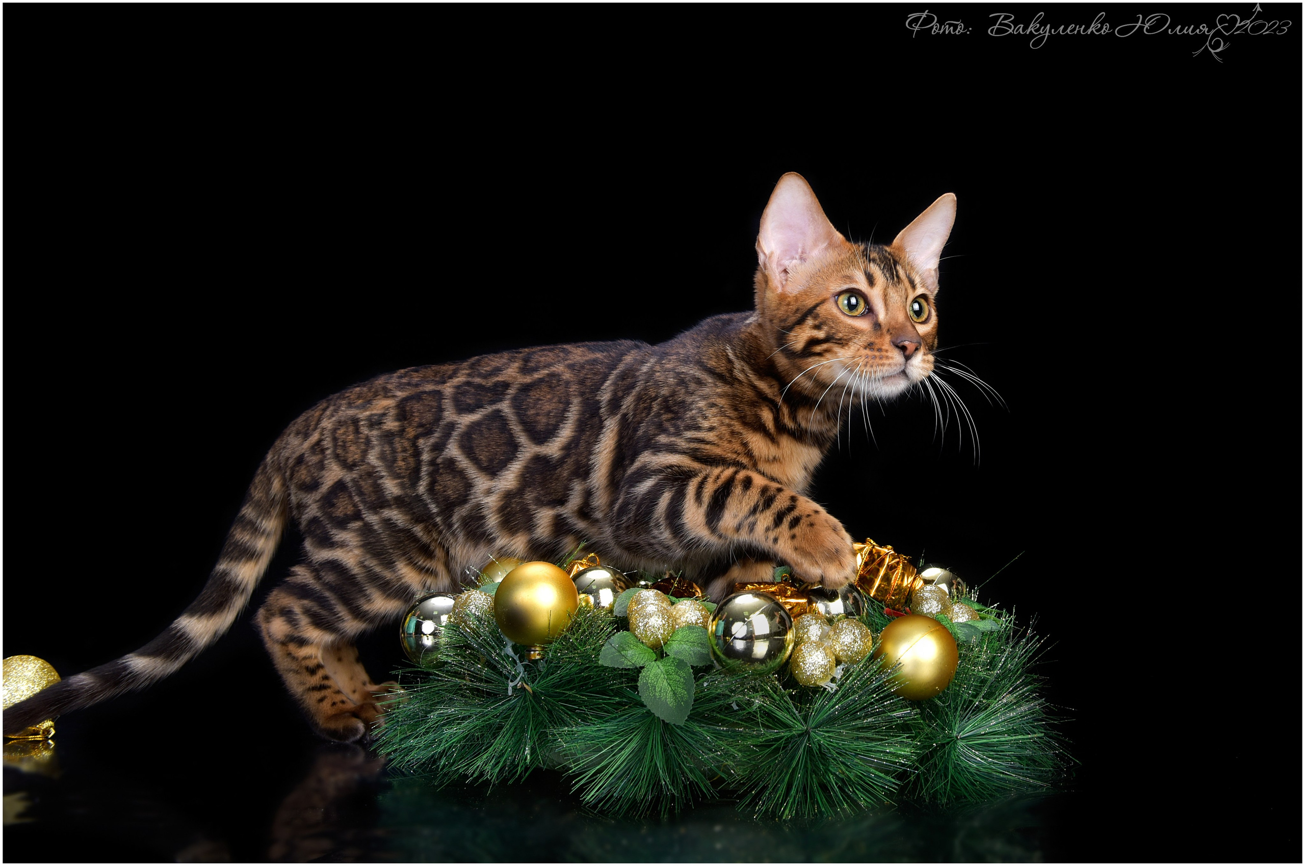 Котята. Фотограф анималист | семейный Юлия Вакуленко, г. Краснодар