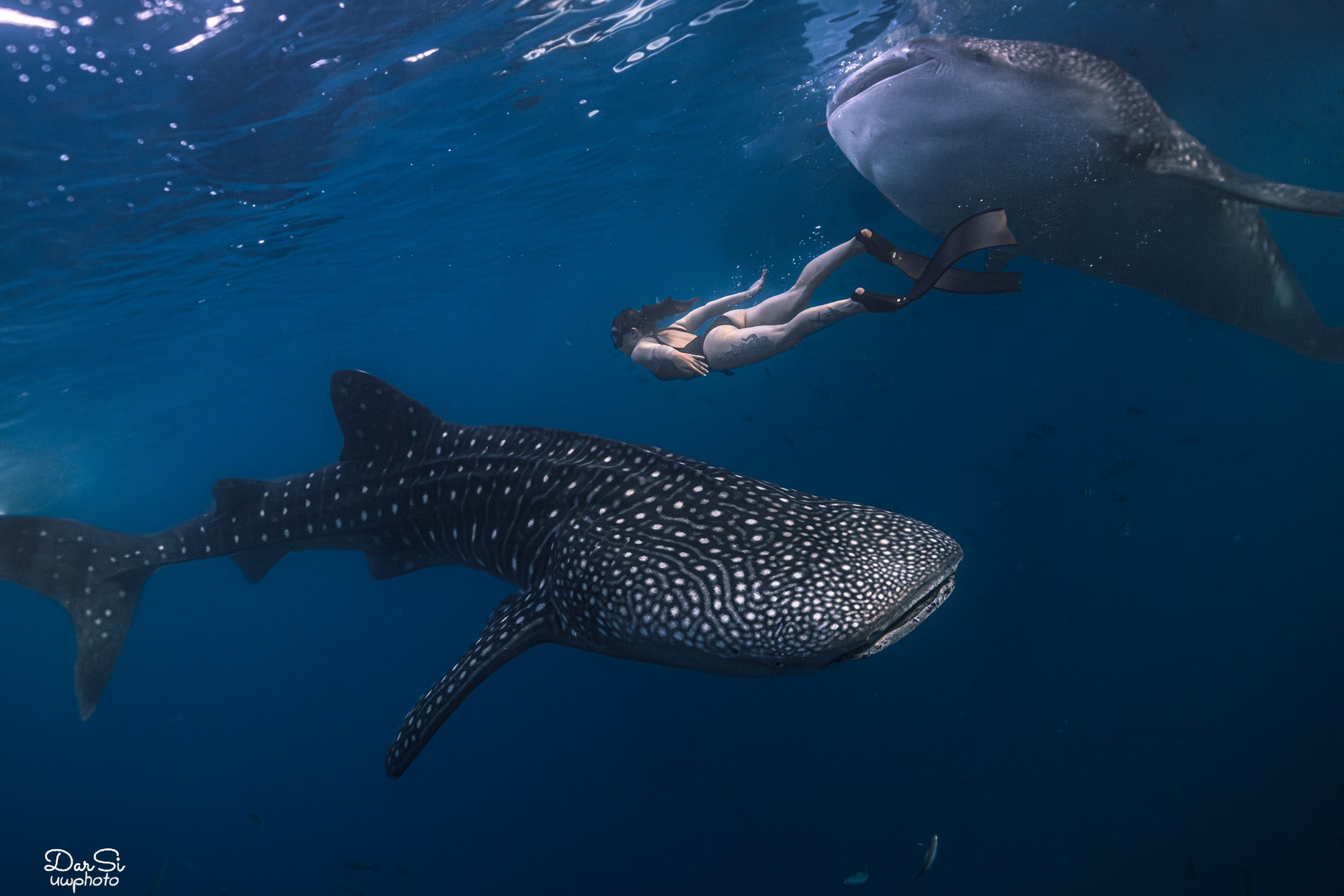 Фотосессия с китовыми акулами. Underwater Photographer in the Philippines — Daria Sinitsina