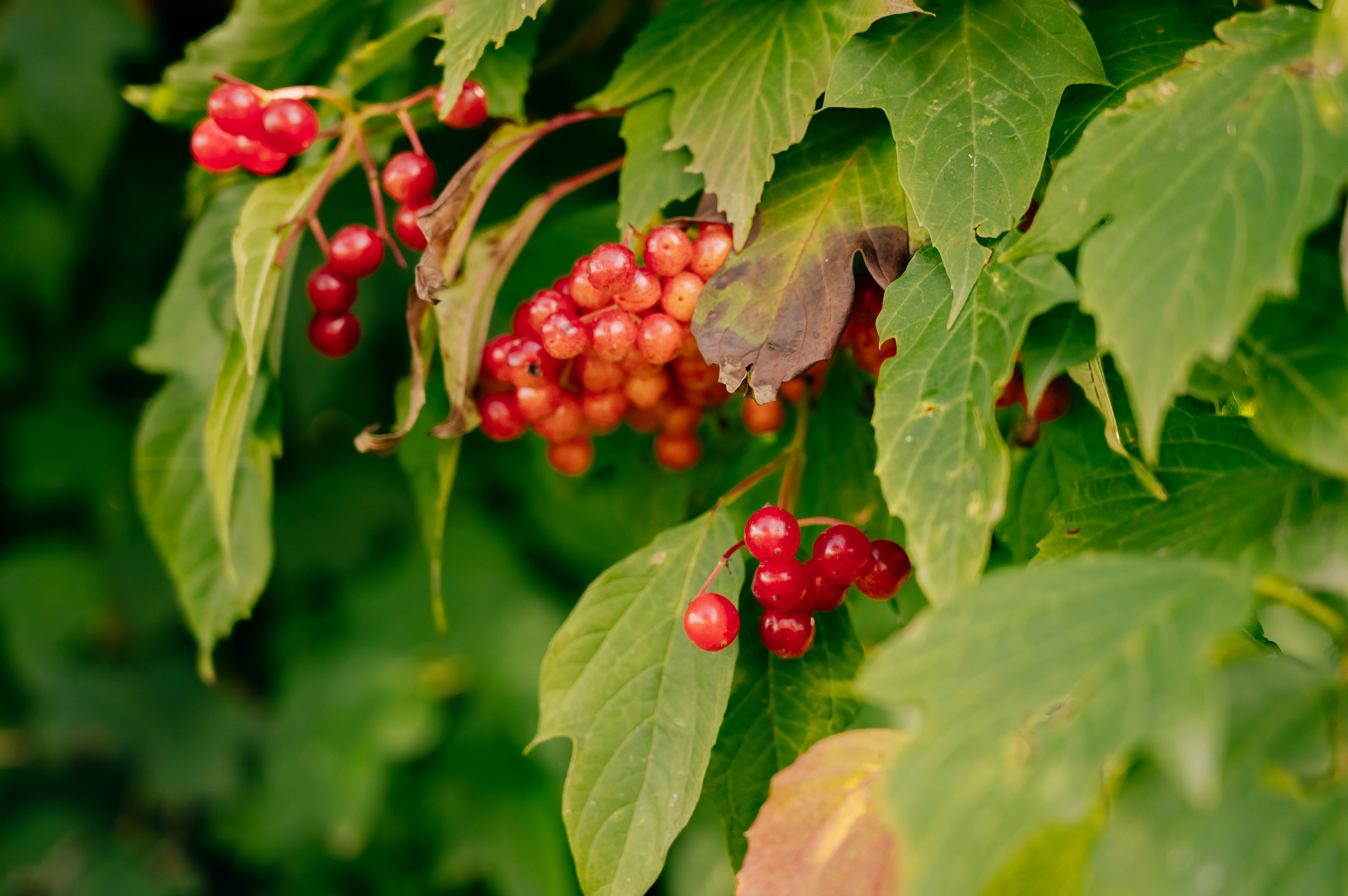 День Шахтёра в Парке Чудес 30.08.2025. Детский фотограф, семейный фотограф и репортажи в Кемерово