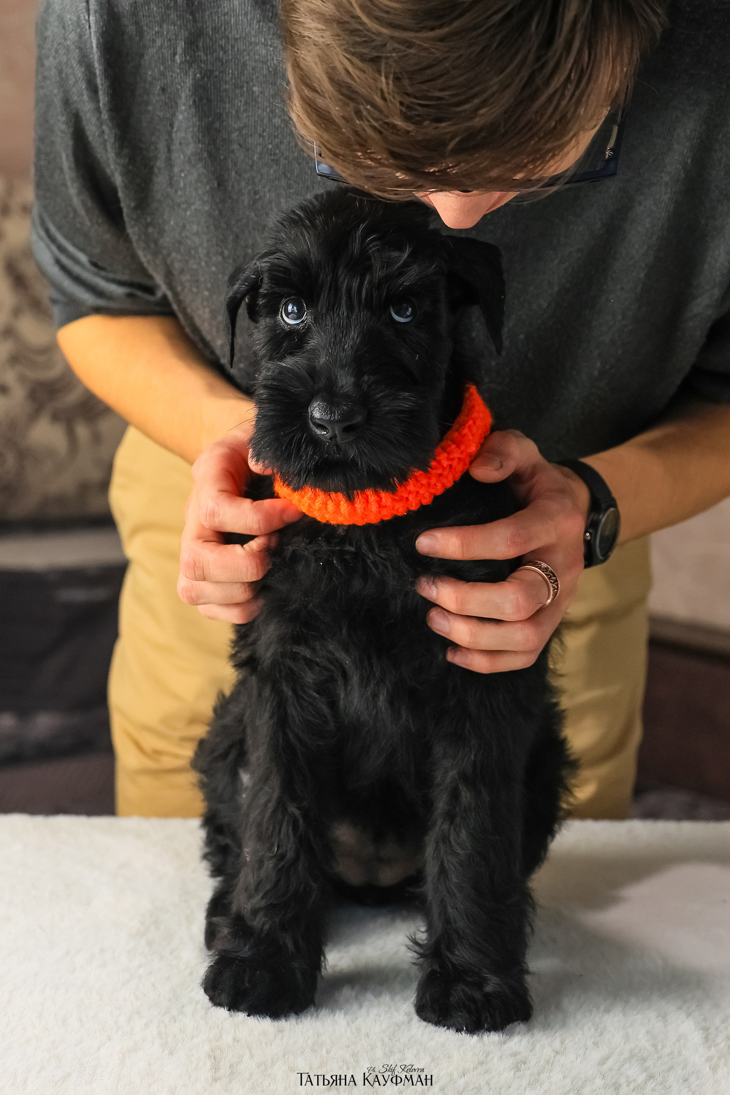 Ризеншнауцеры 2 месяца. Фотограф Анималист из Новосибирска Татьяна Кауфман