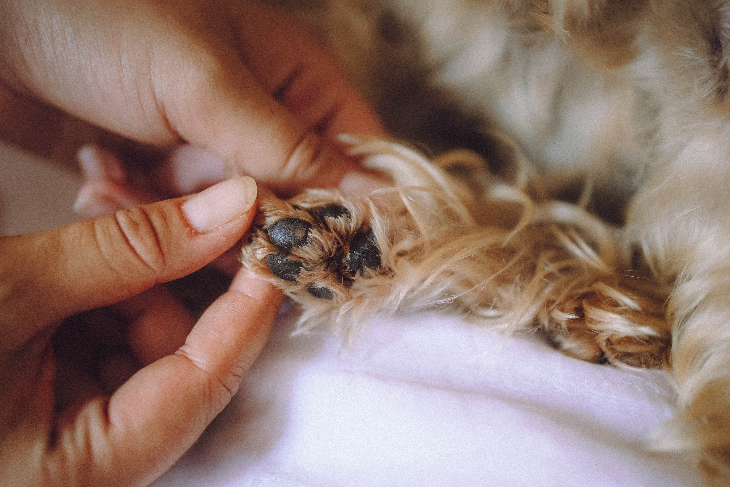 Дэзи и ее семья