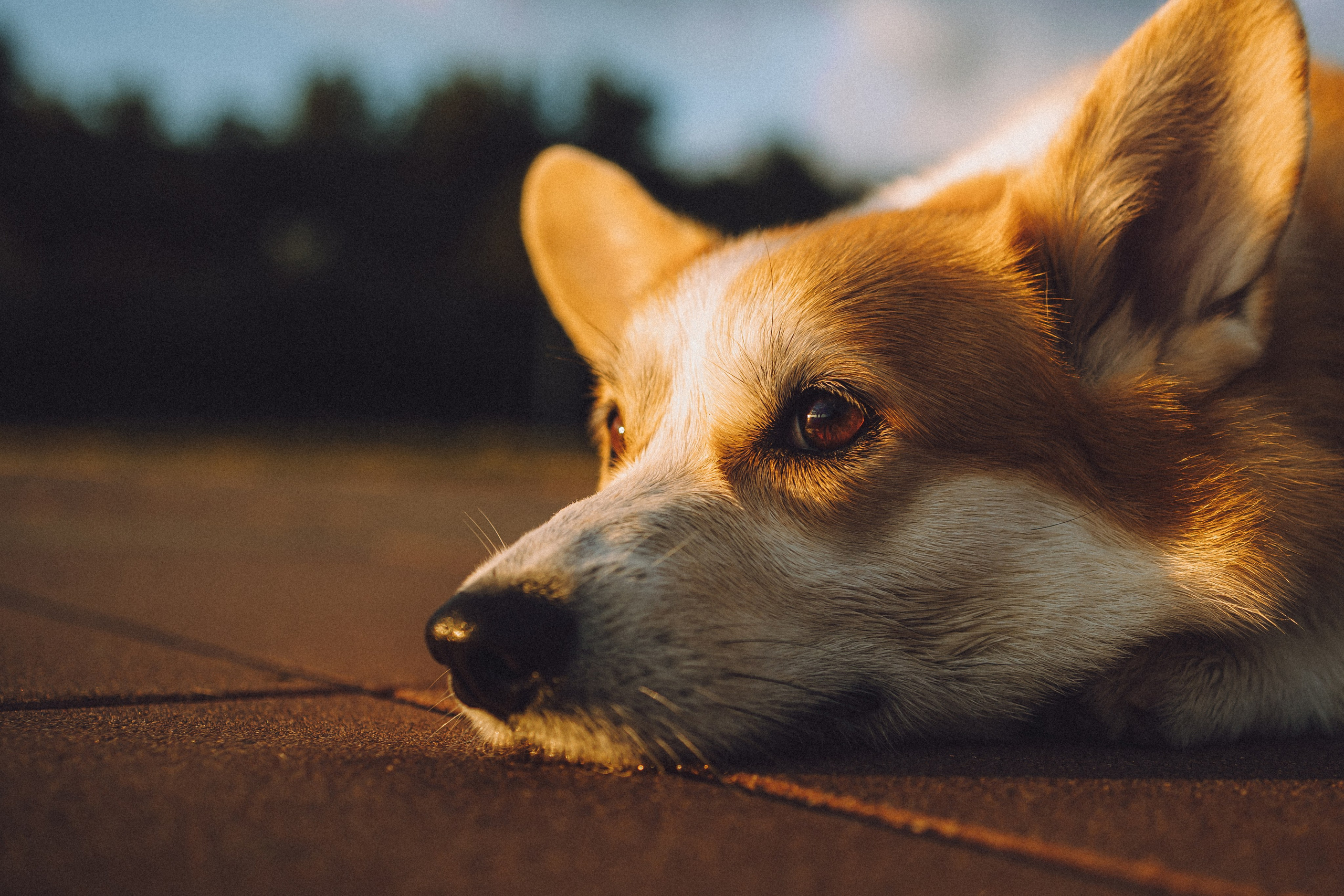 Пуговка и ее семья